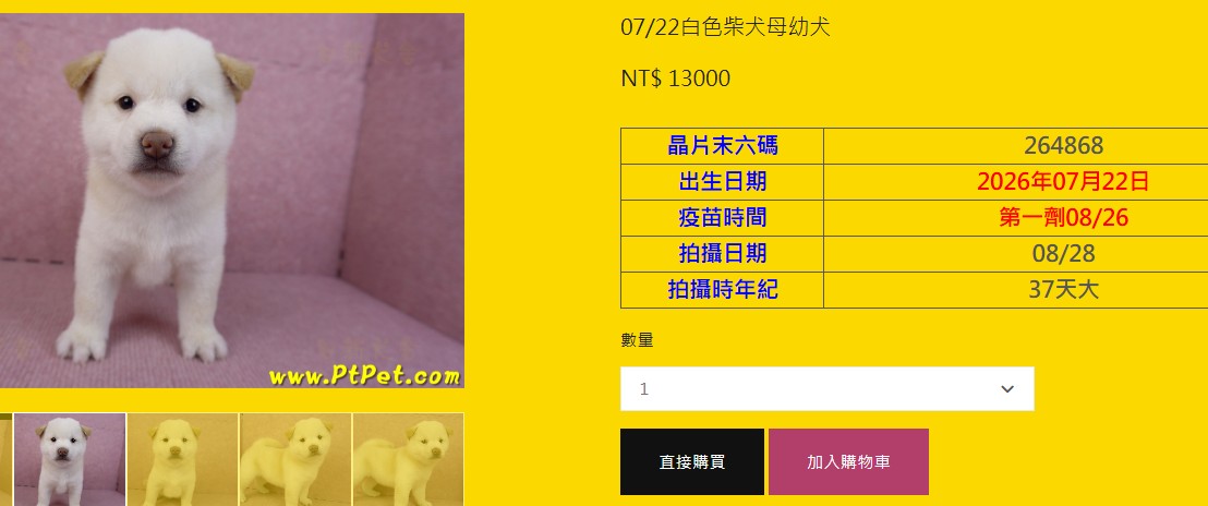 07/22白色柴犬母幼犬+宅配1600