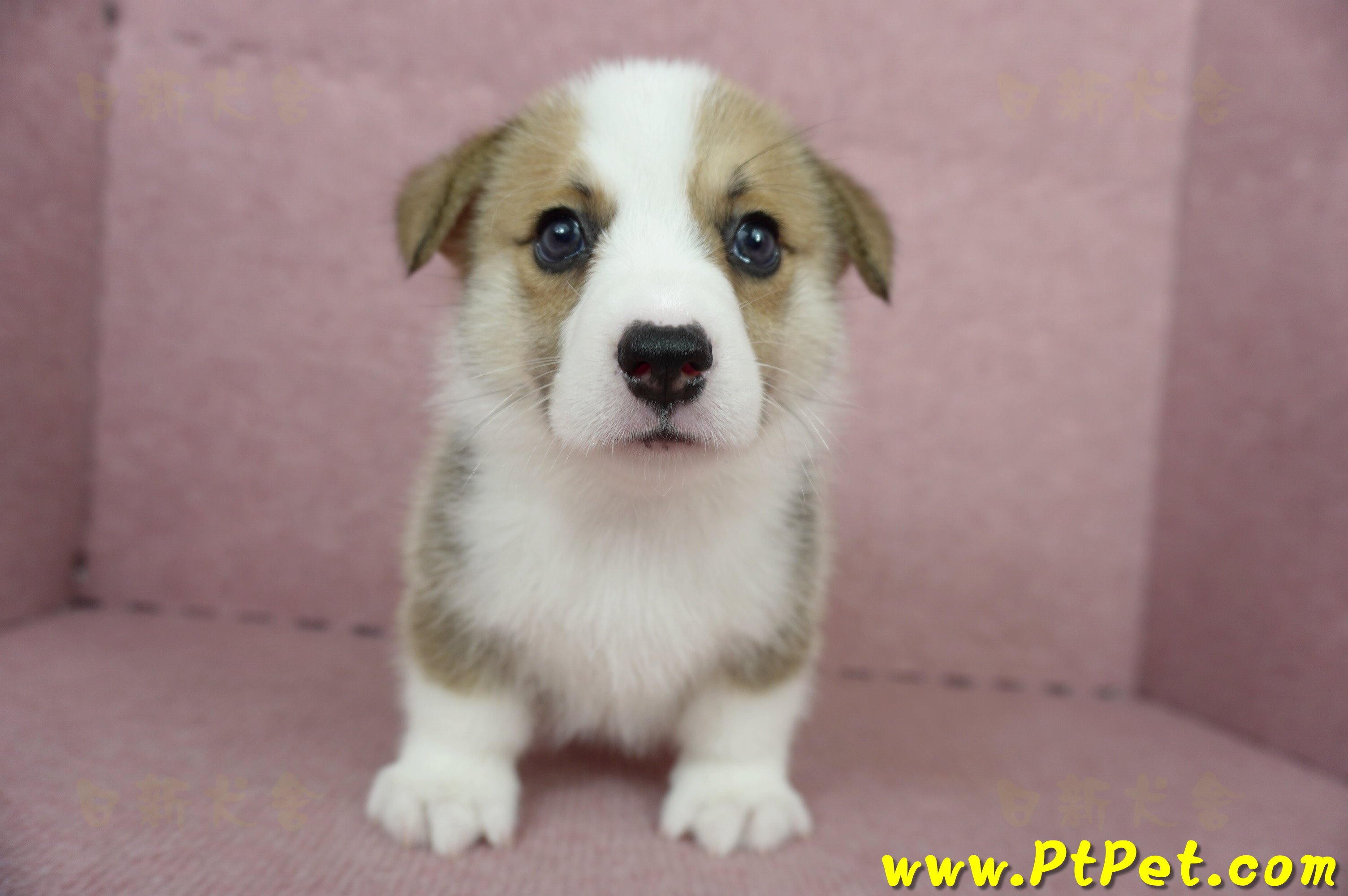 04/28雙色柯基犬公幼犬1號(桃園中壢)