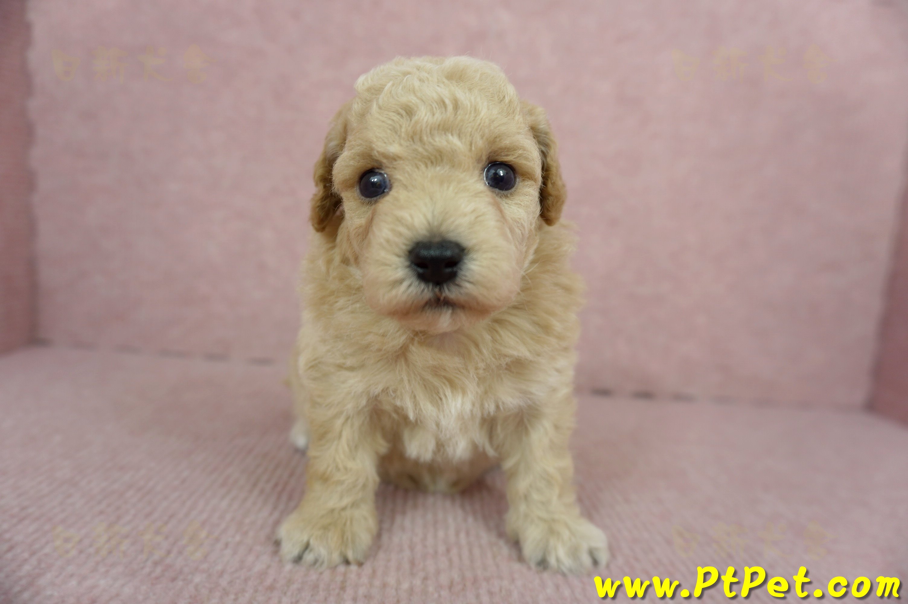 03/12泰迪比熊母幼犬2號(新北三峽)