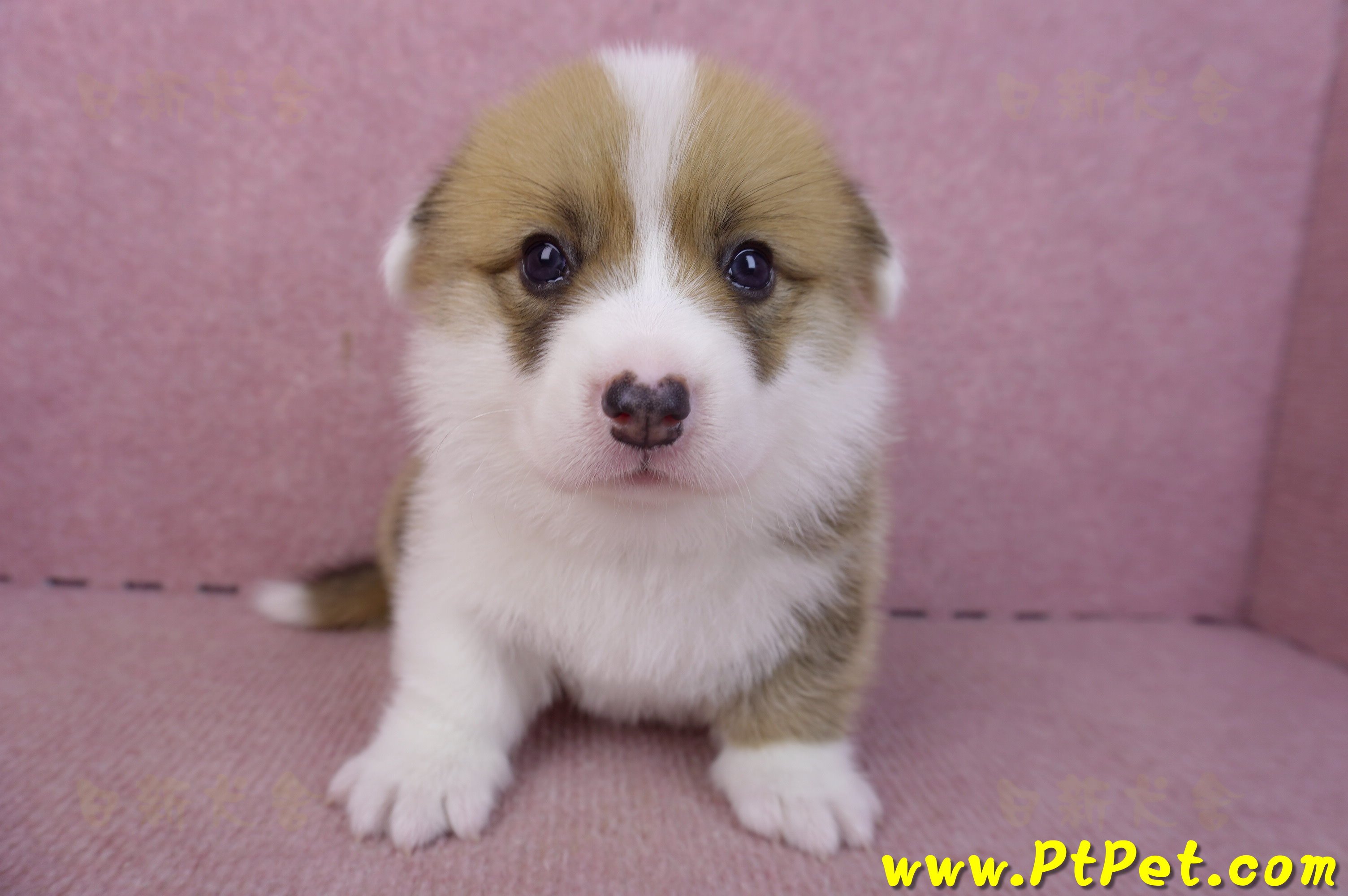 03/14雙色柯基犬公幼犬(屏東市)