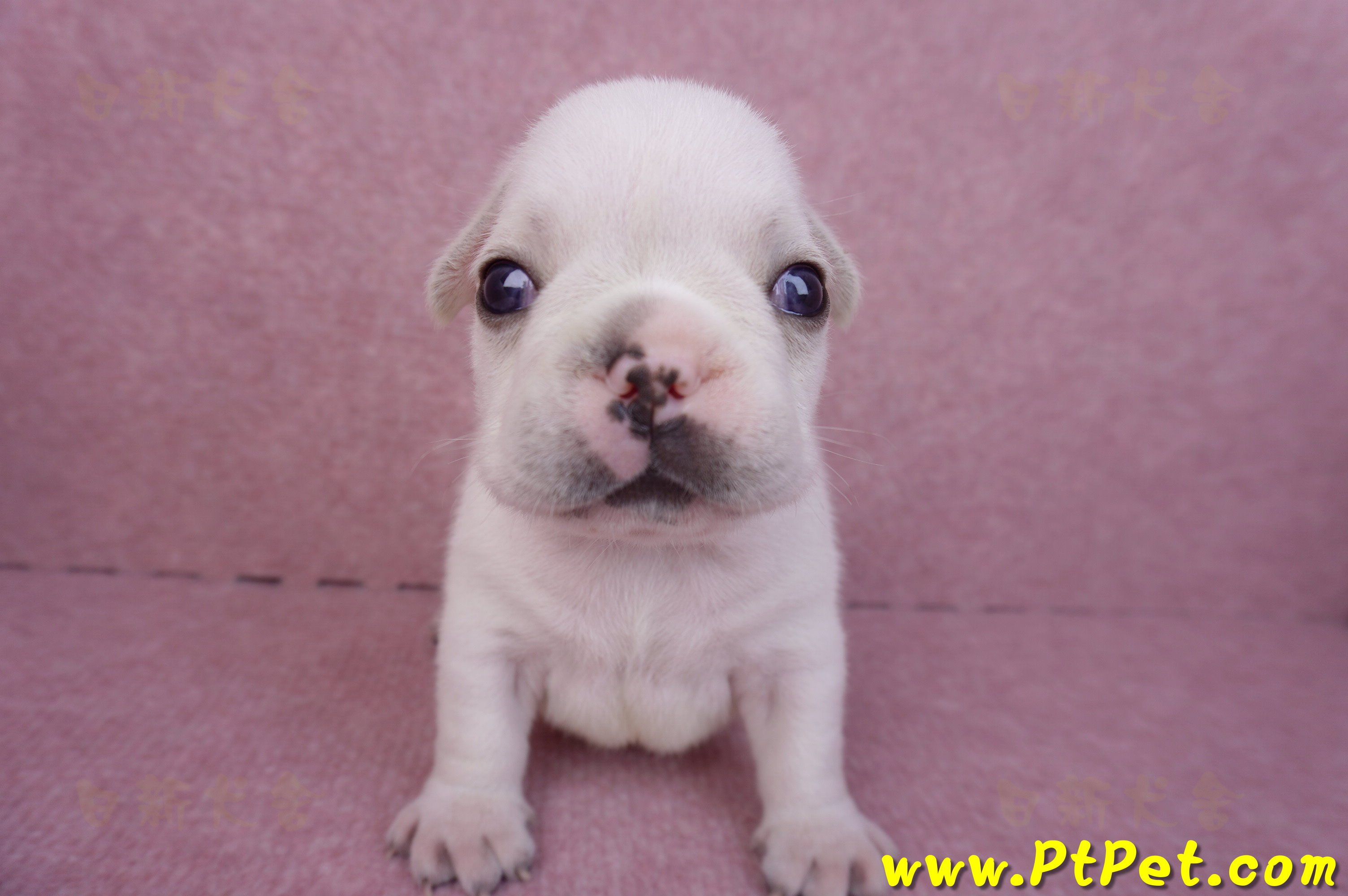 03/21奶白色法國鬥牛公幼犬1號