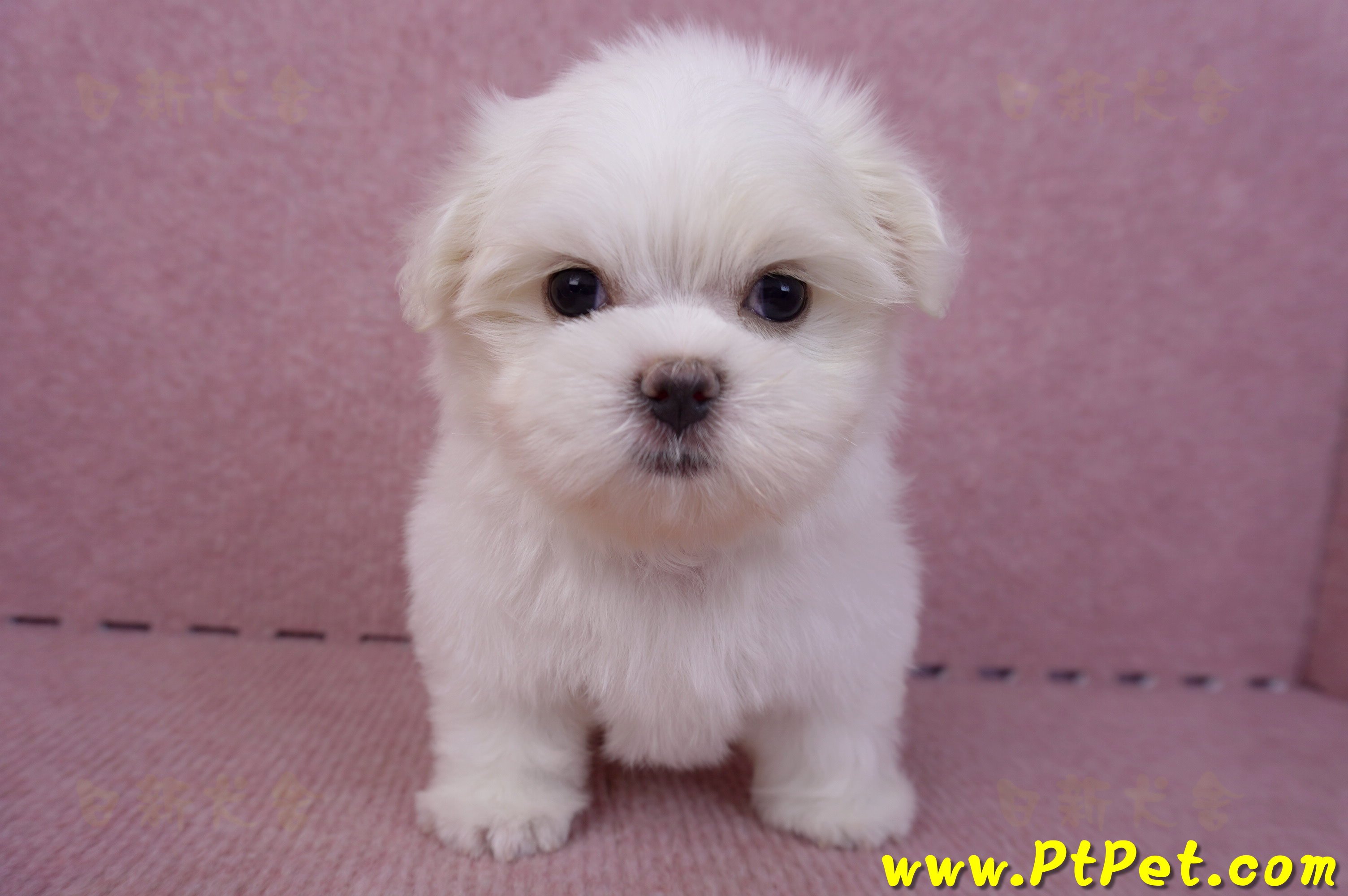 06/26迷你型馬爾濟斯公幼犬(新北三重)