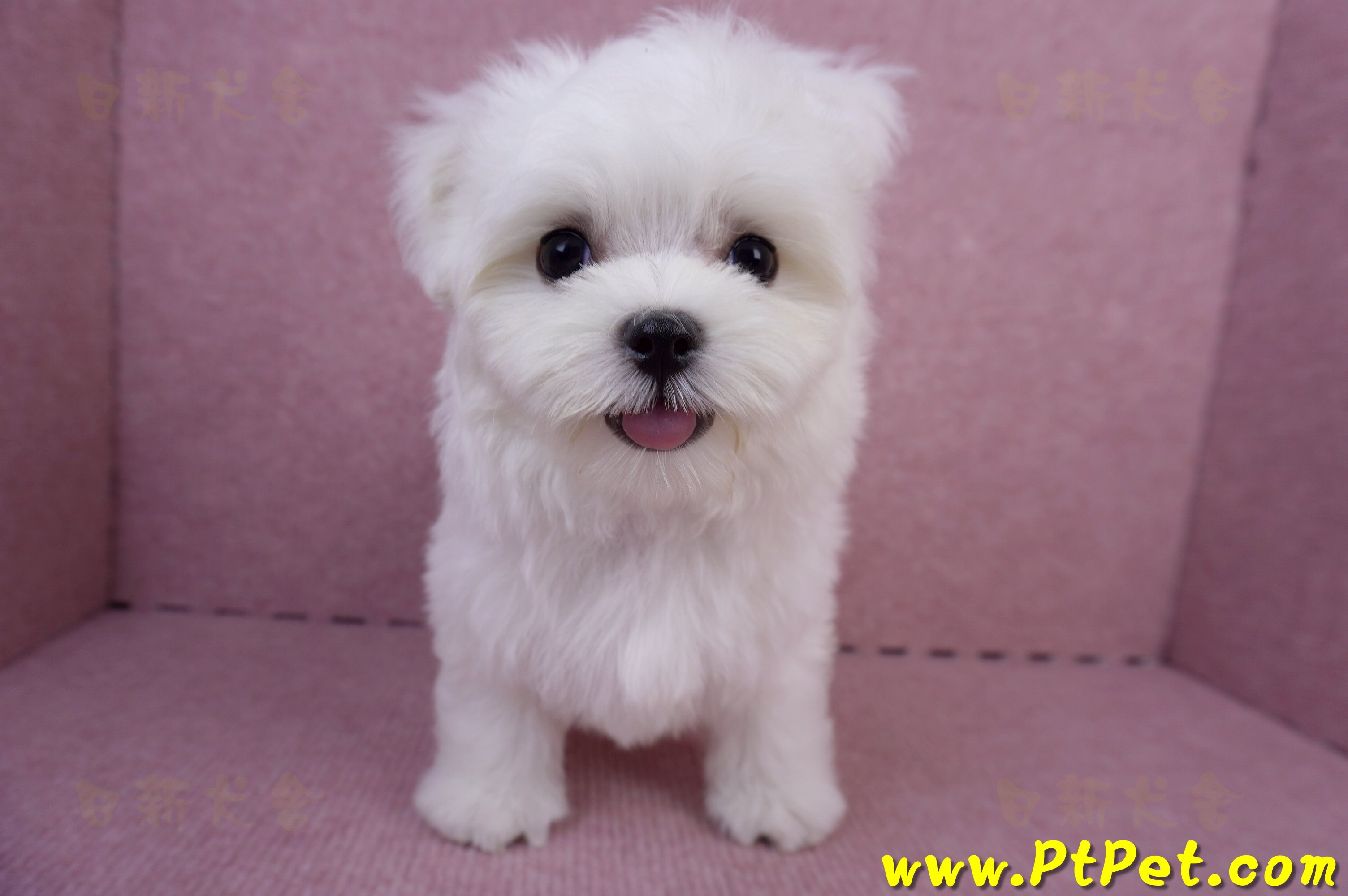 05/28迷你型馬爾濟斯公幼犬(台南安平)