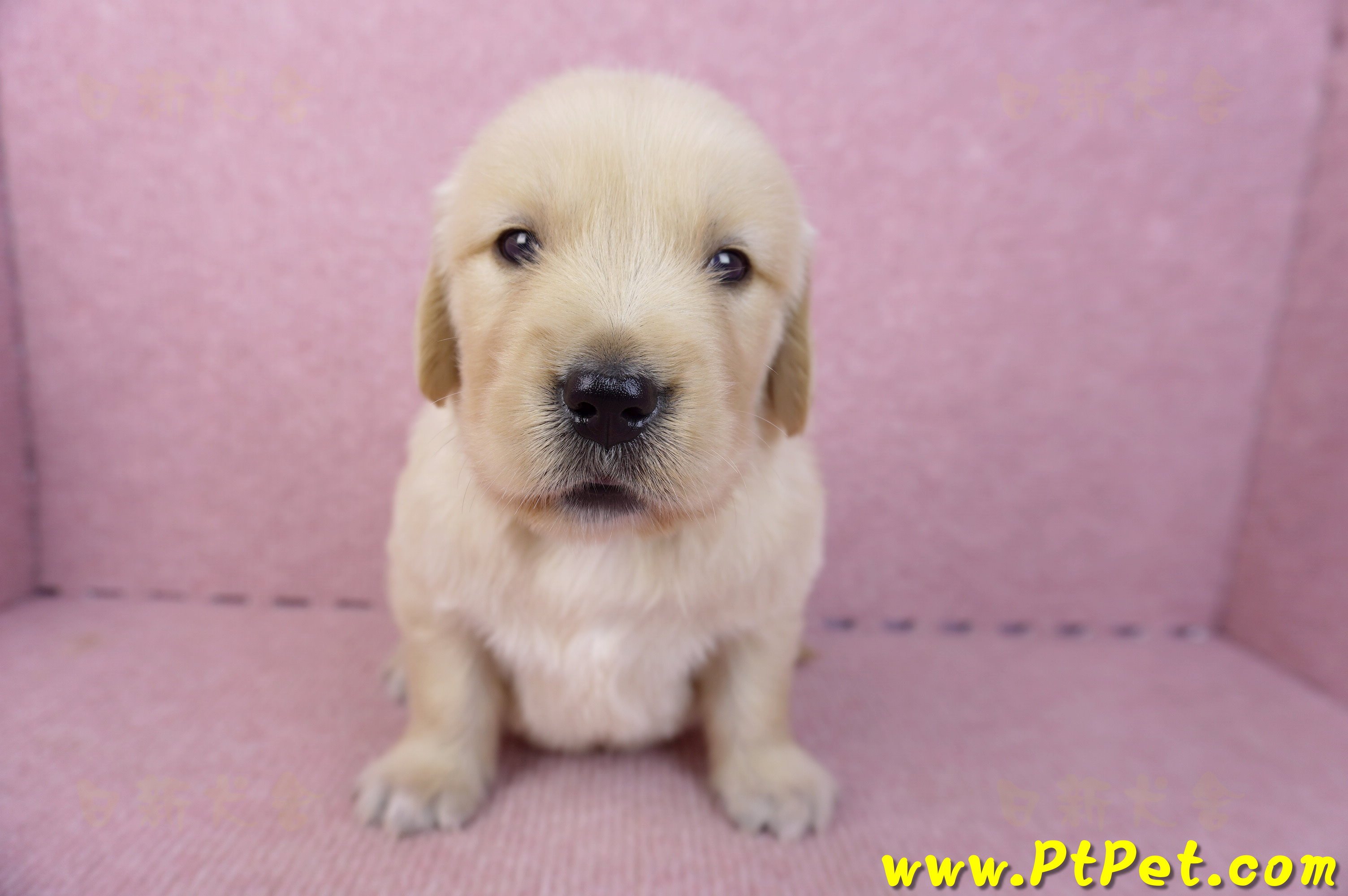 07/18黃金獵犬母幼犬4號(台中潭子)