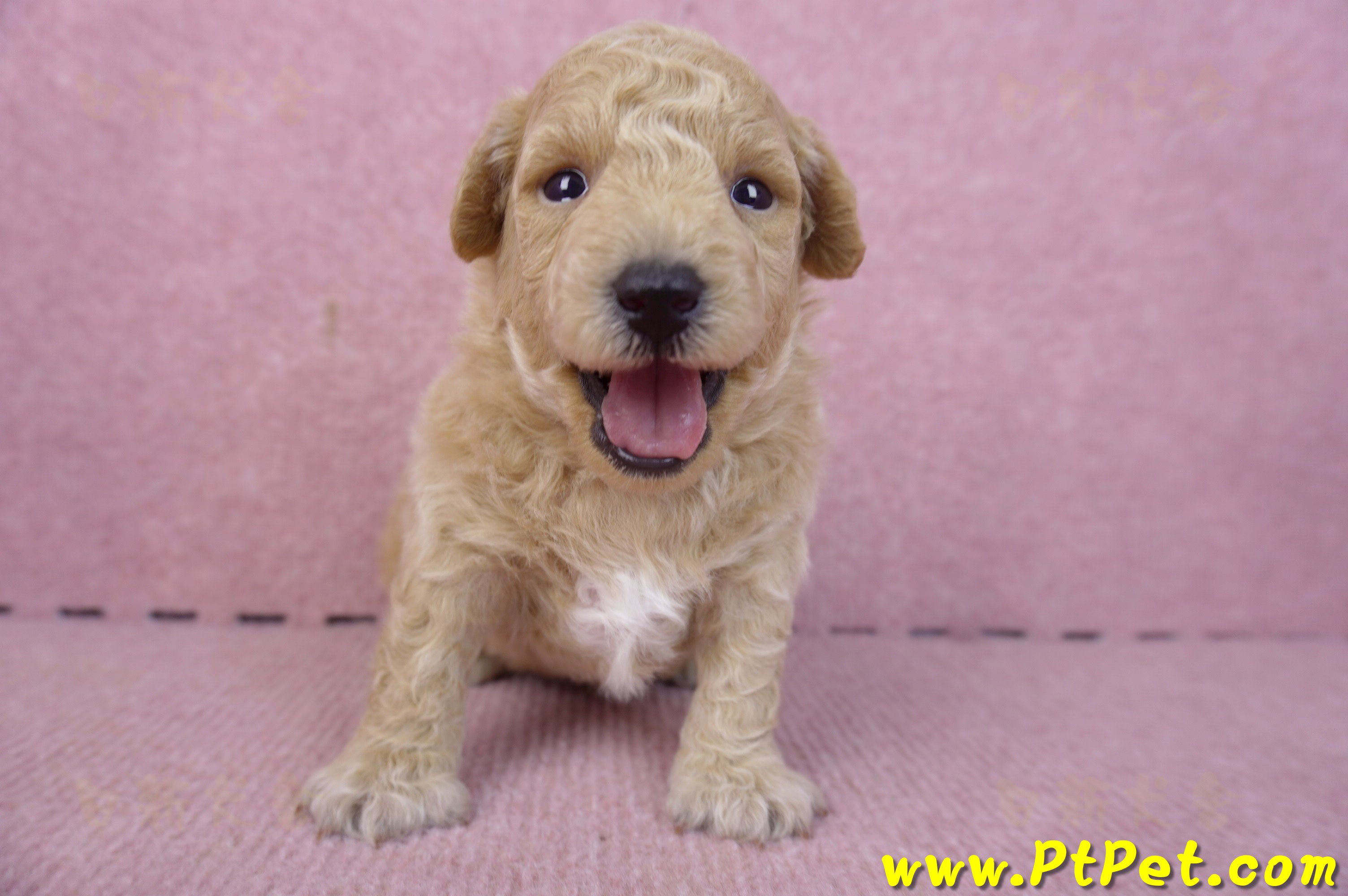 01/20泰迪比熊公幼犬2號