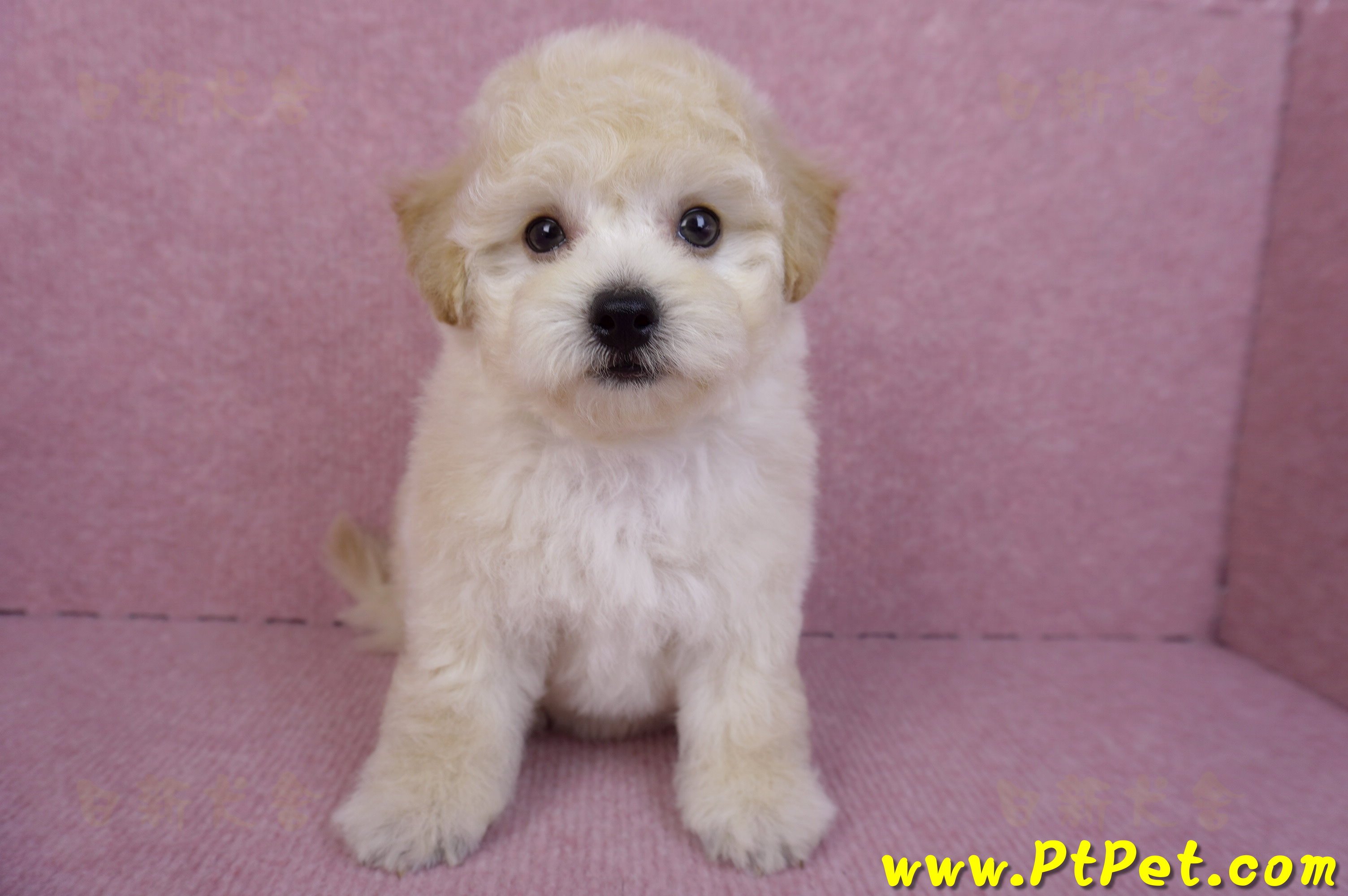 09/12泰迪比熊母幼犬1號(台南西港)