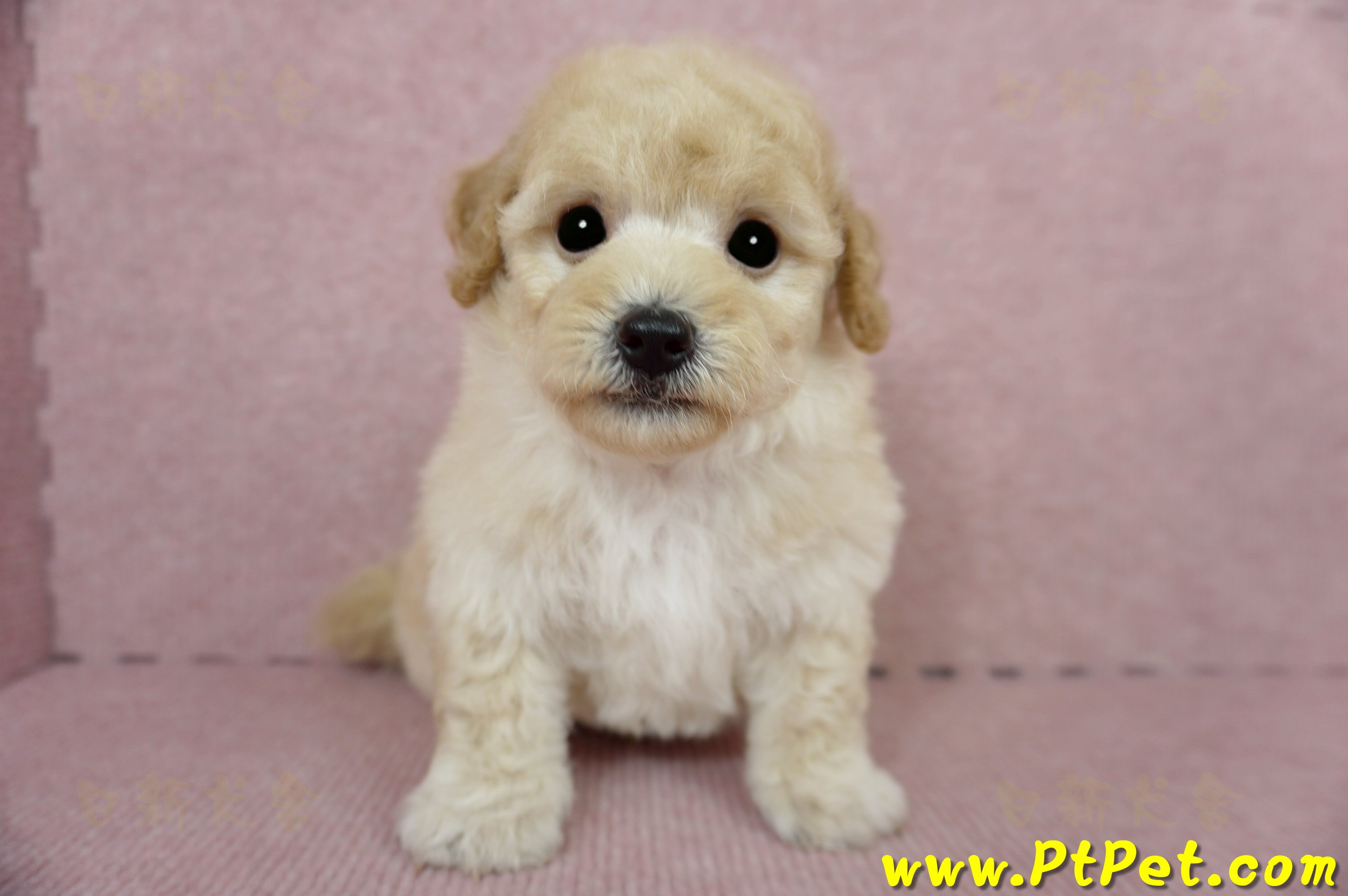 03/12泰迪比熊公幼犬1號(嘉義市)