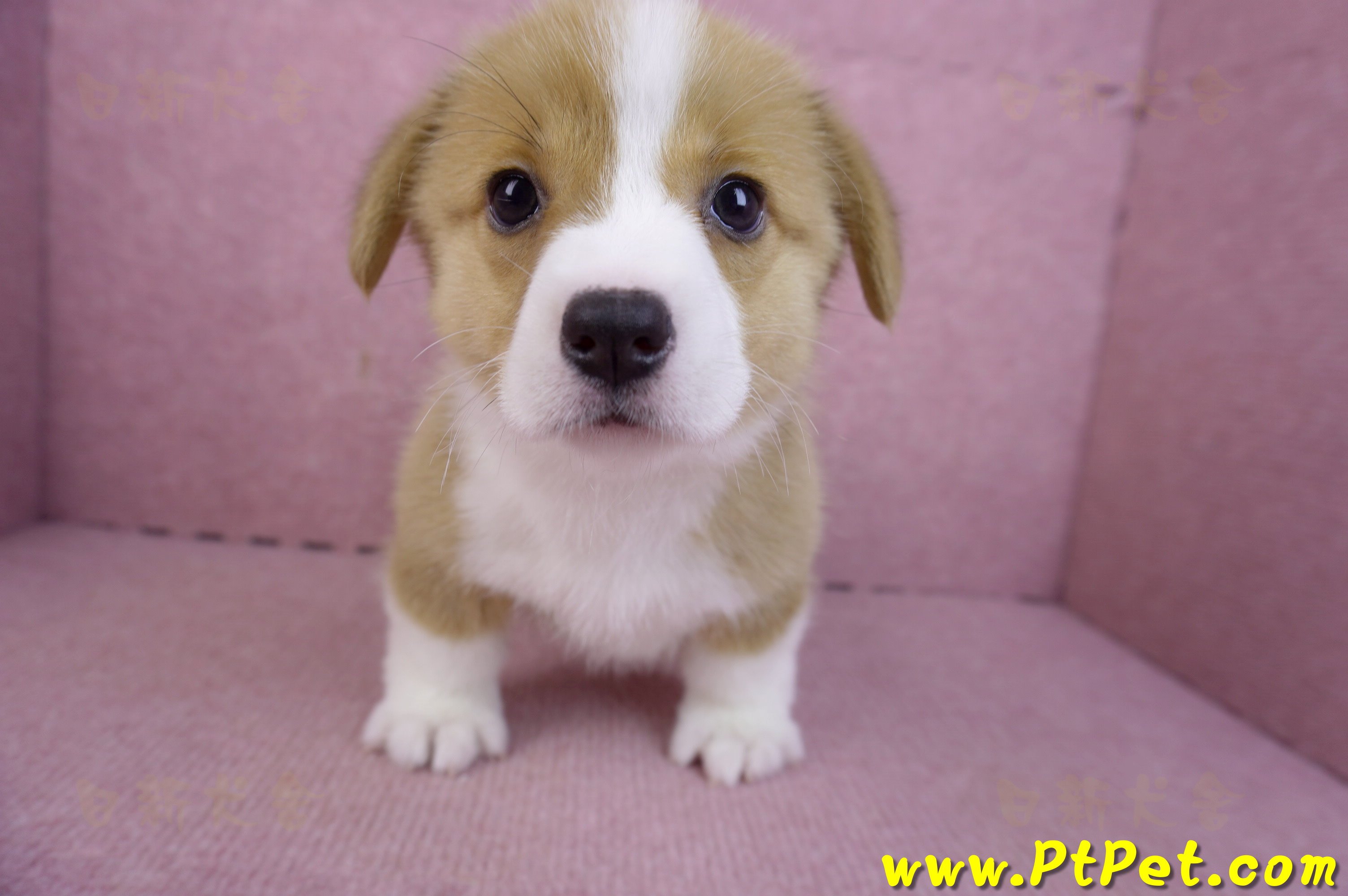 12/15雙色柯基犬母幼犬(桃園大園)