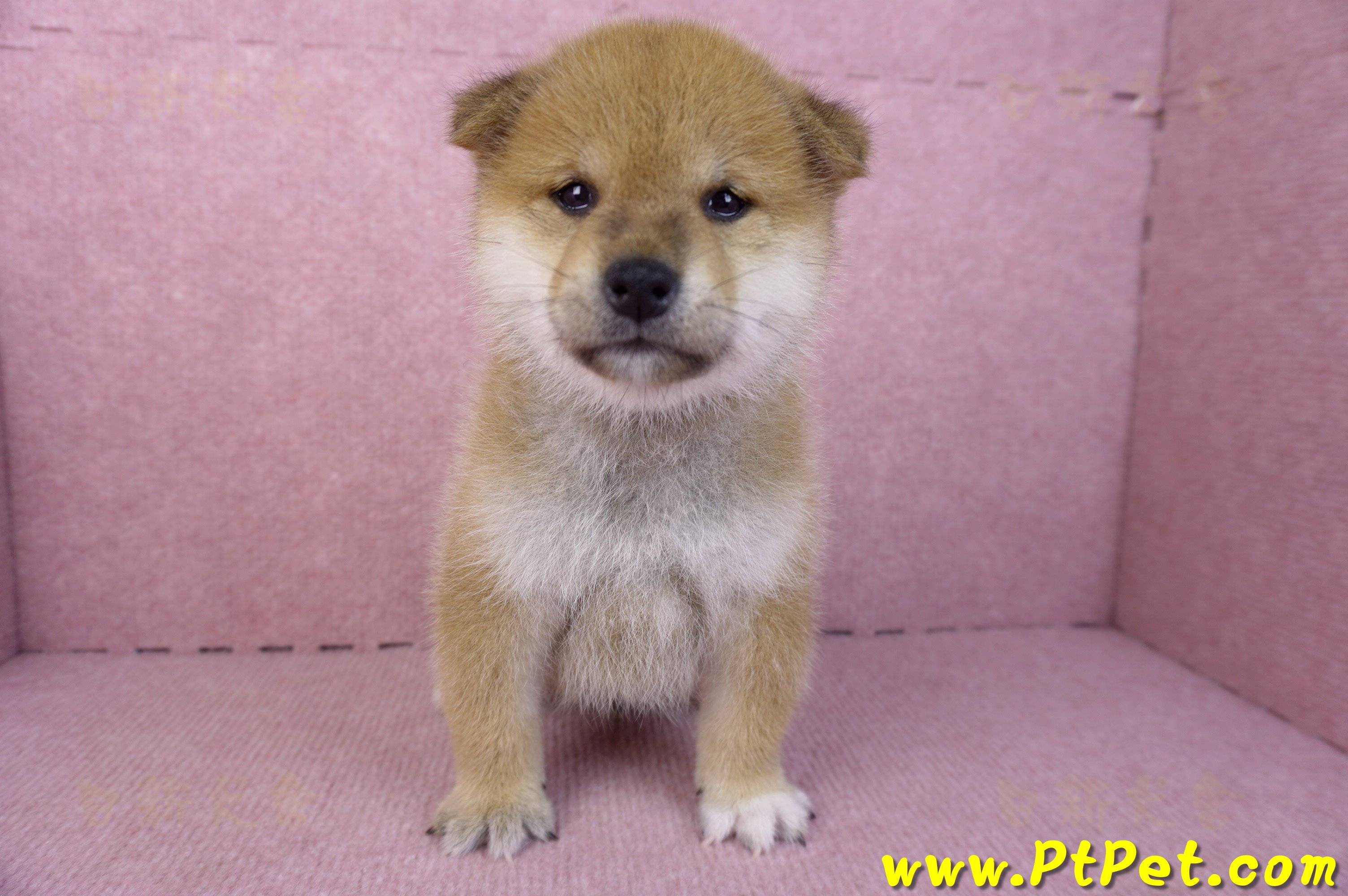 12/10赤色柴犬公幼犬(屏東萬丹)