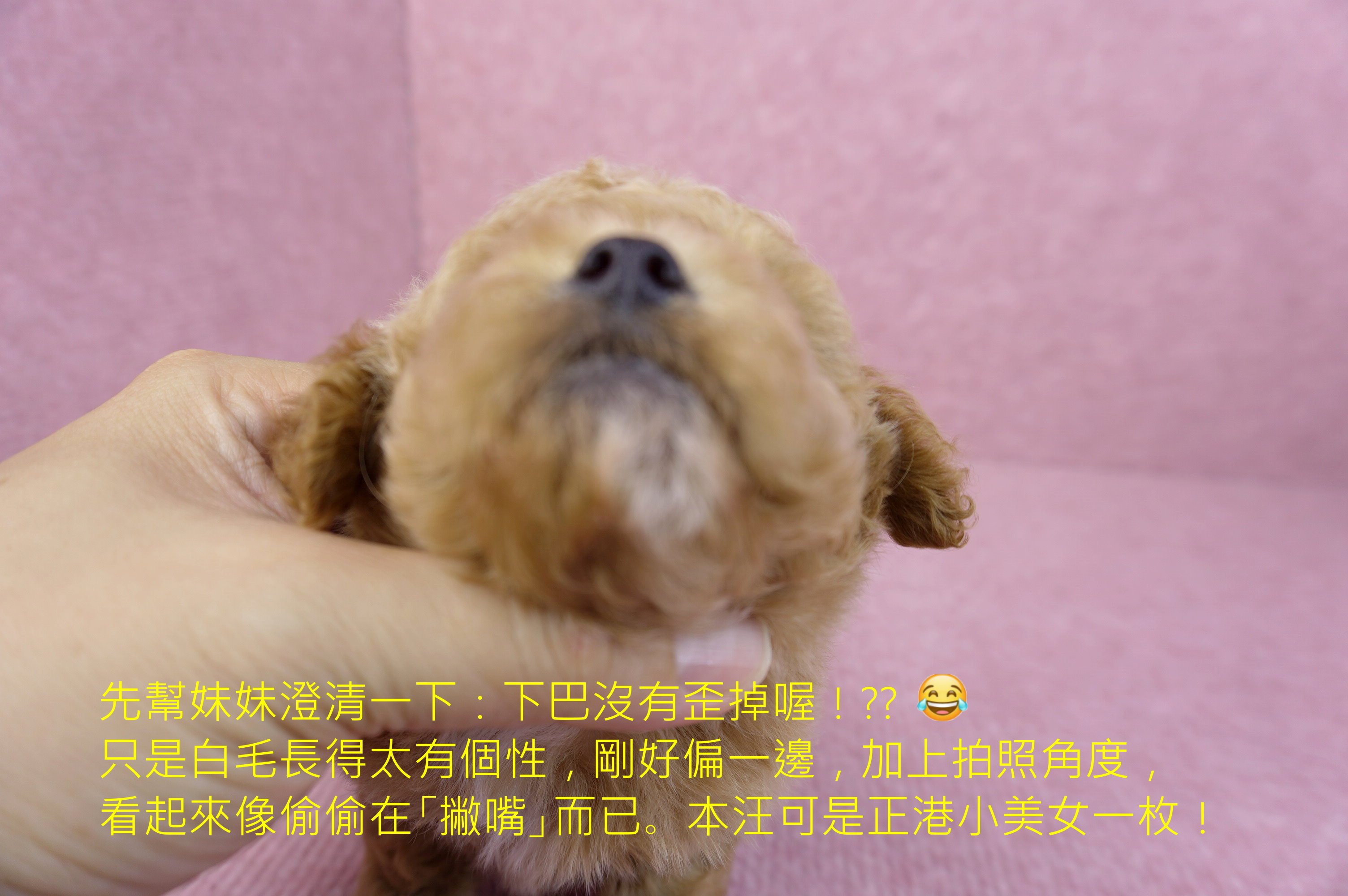 05/12泰迪比熊母幼犬4號