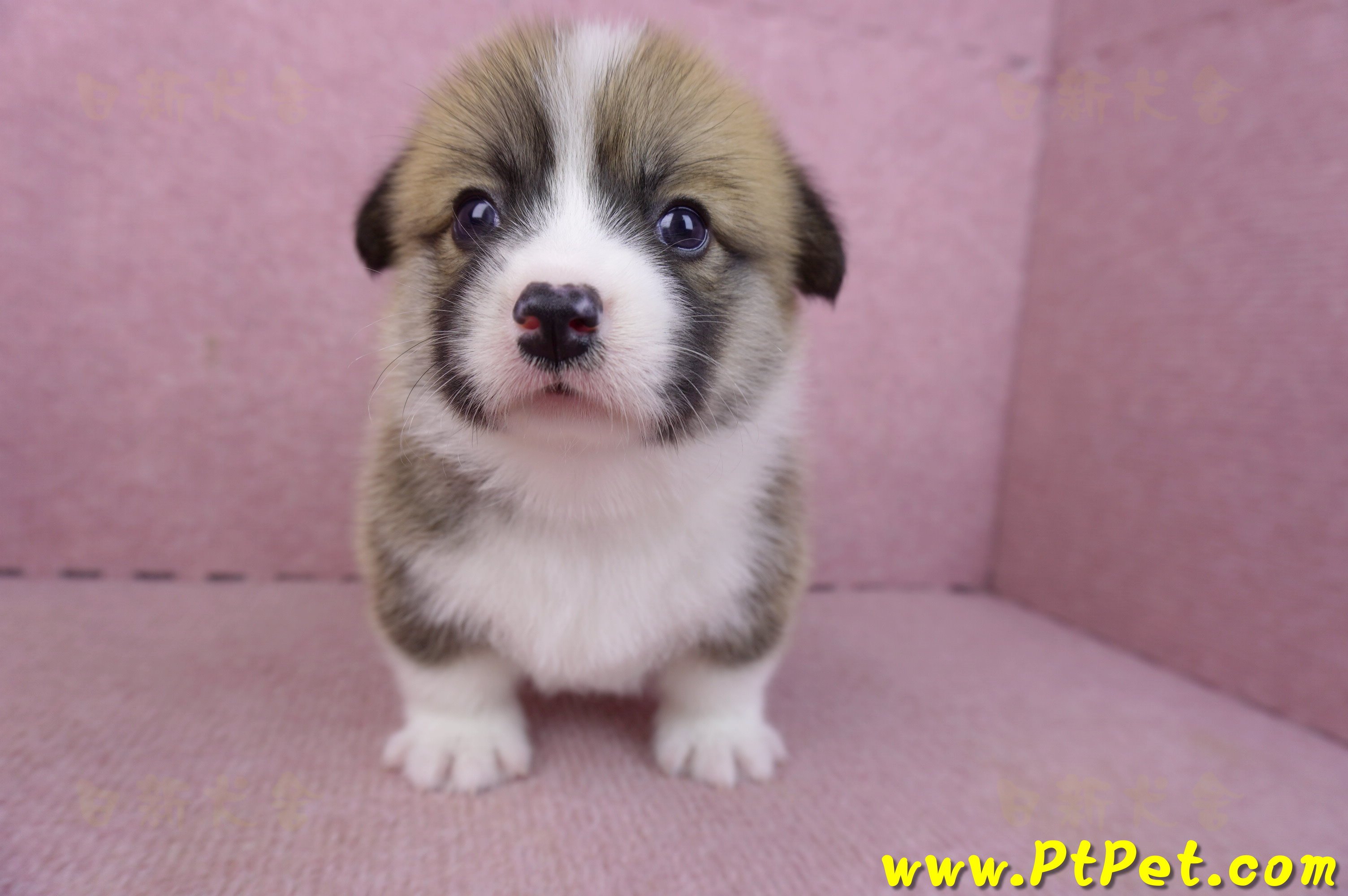 03/14雙色柯基犬母幼犬2號