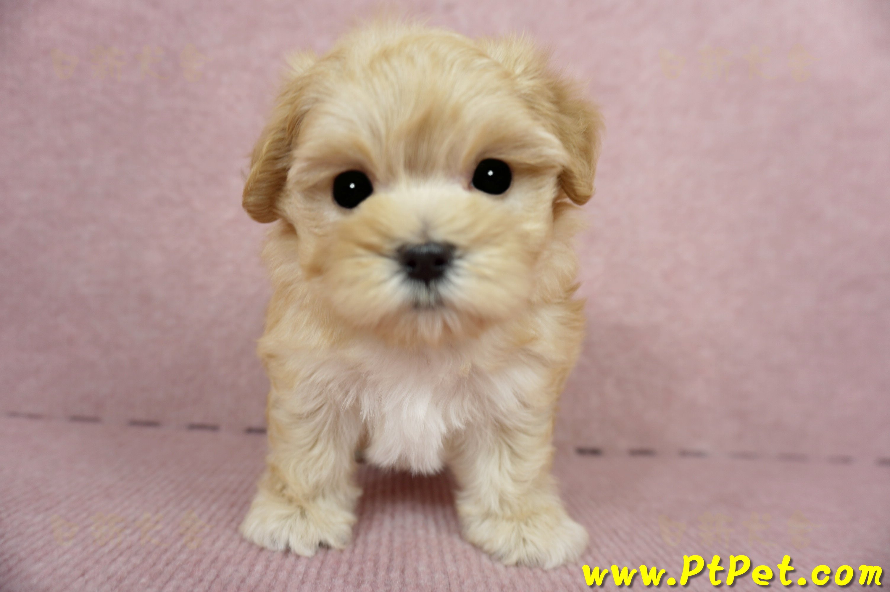 03/21奶油色馬爾泰迪母幼犬3號(高雄鼓山)