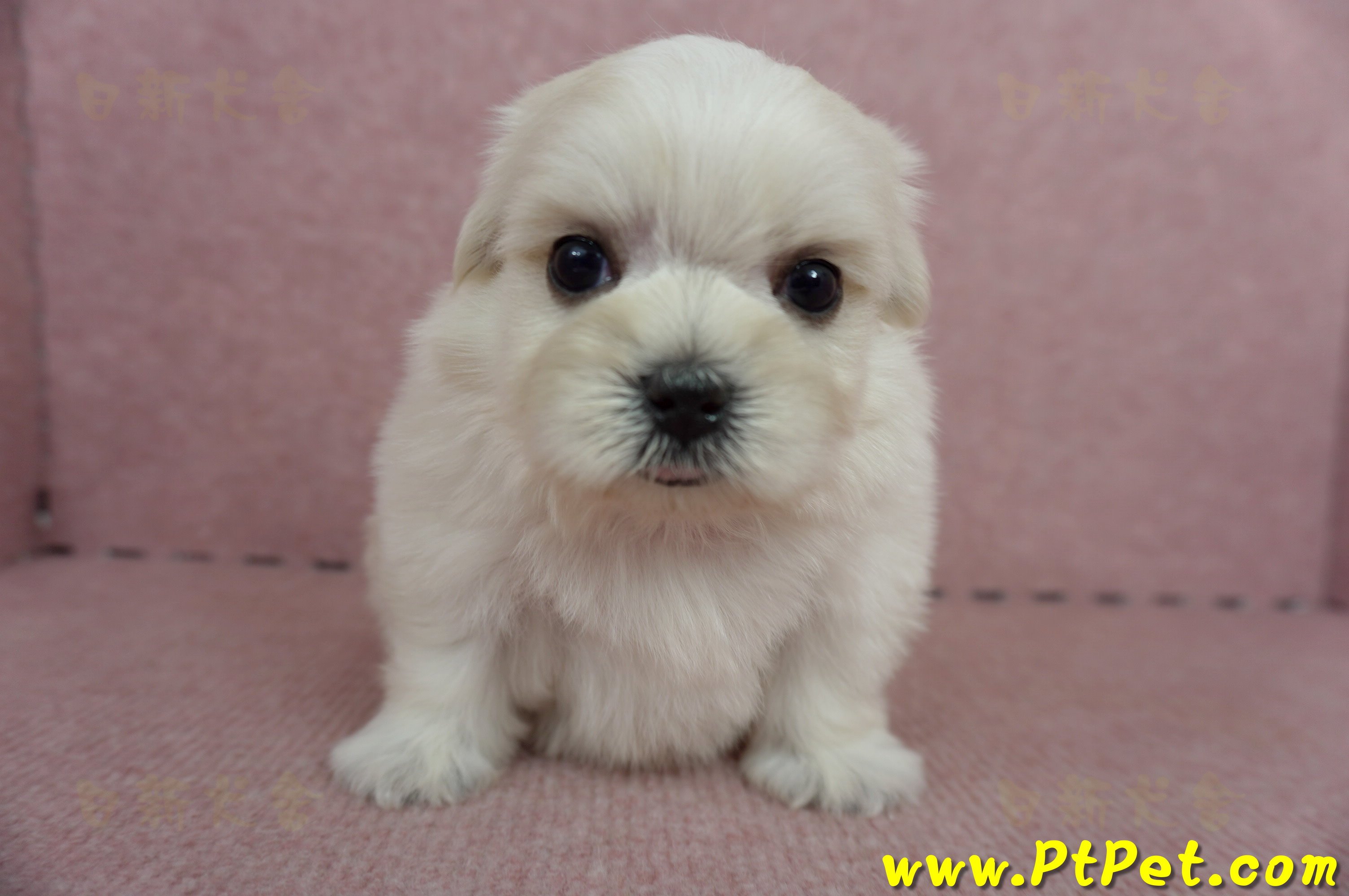 05/28迷你型馬爾濟斯公幼犬2號(高雄仁武)