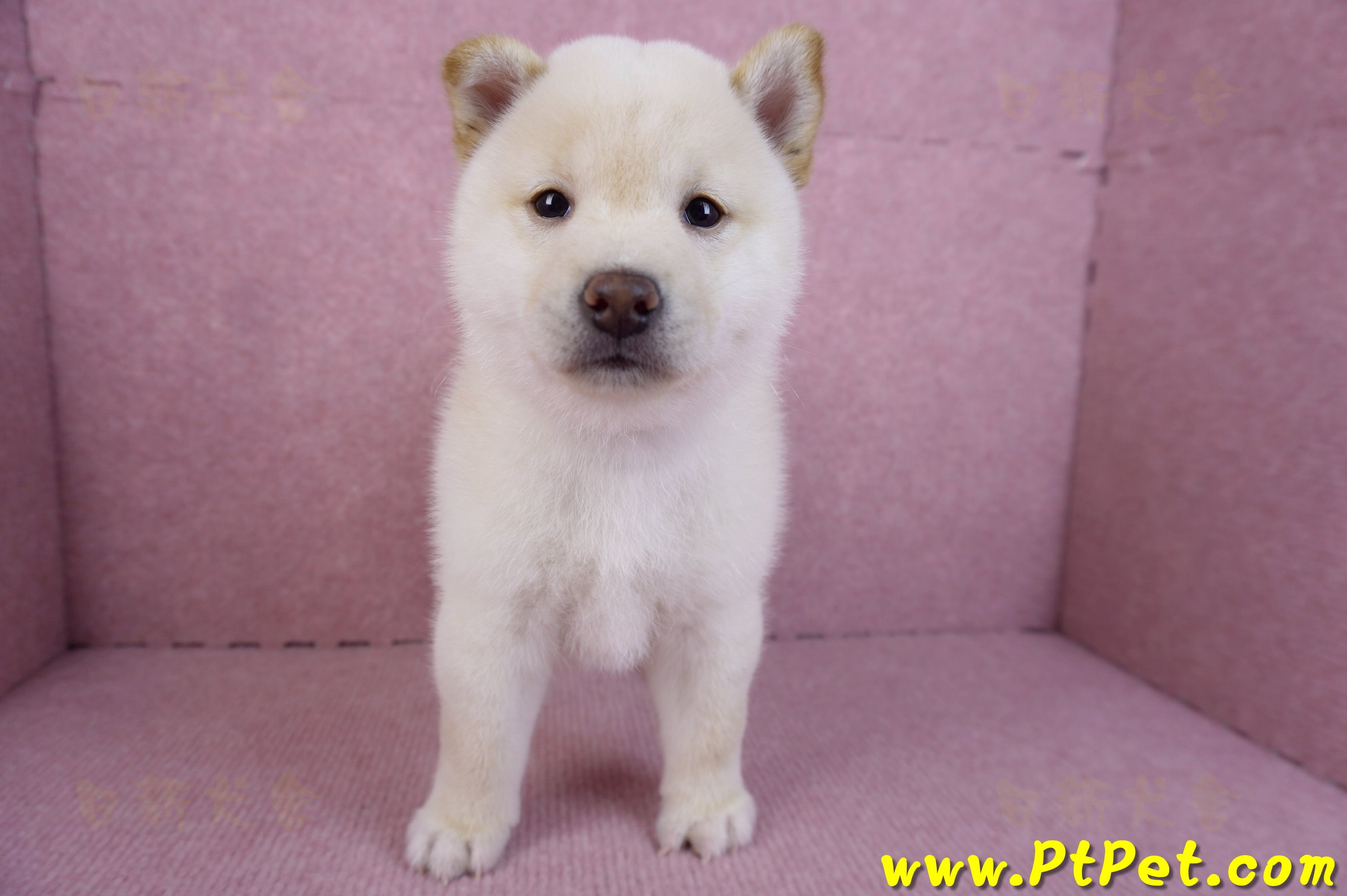 11/19白色柴犬公幼犬(高雄鳳山)