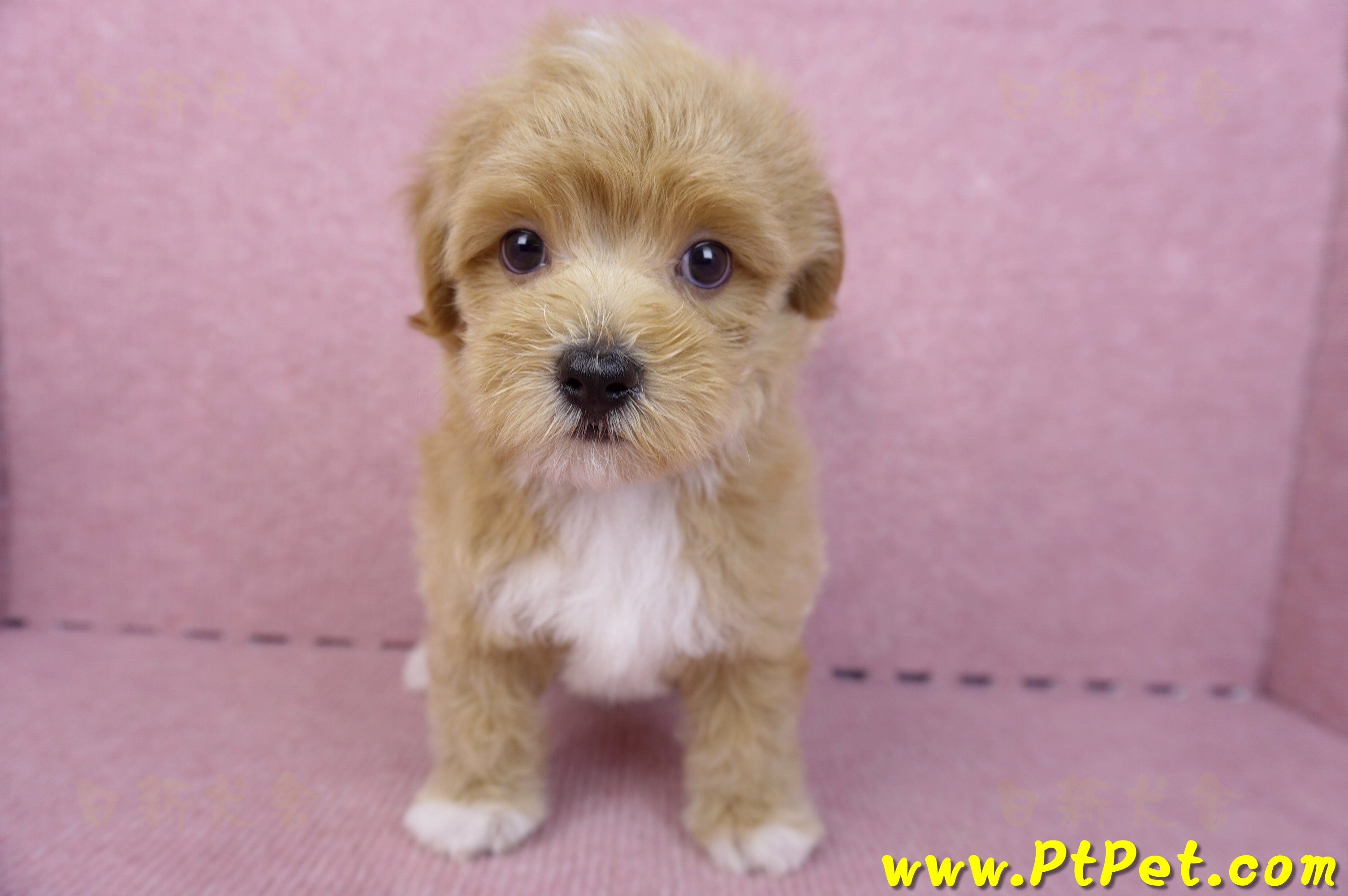 06/15奶油色馬爾泰迪公幼犬(新北蘆洲)