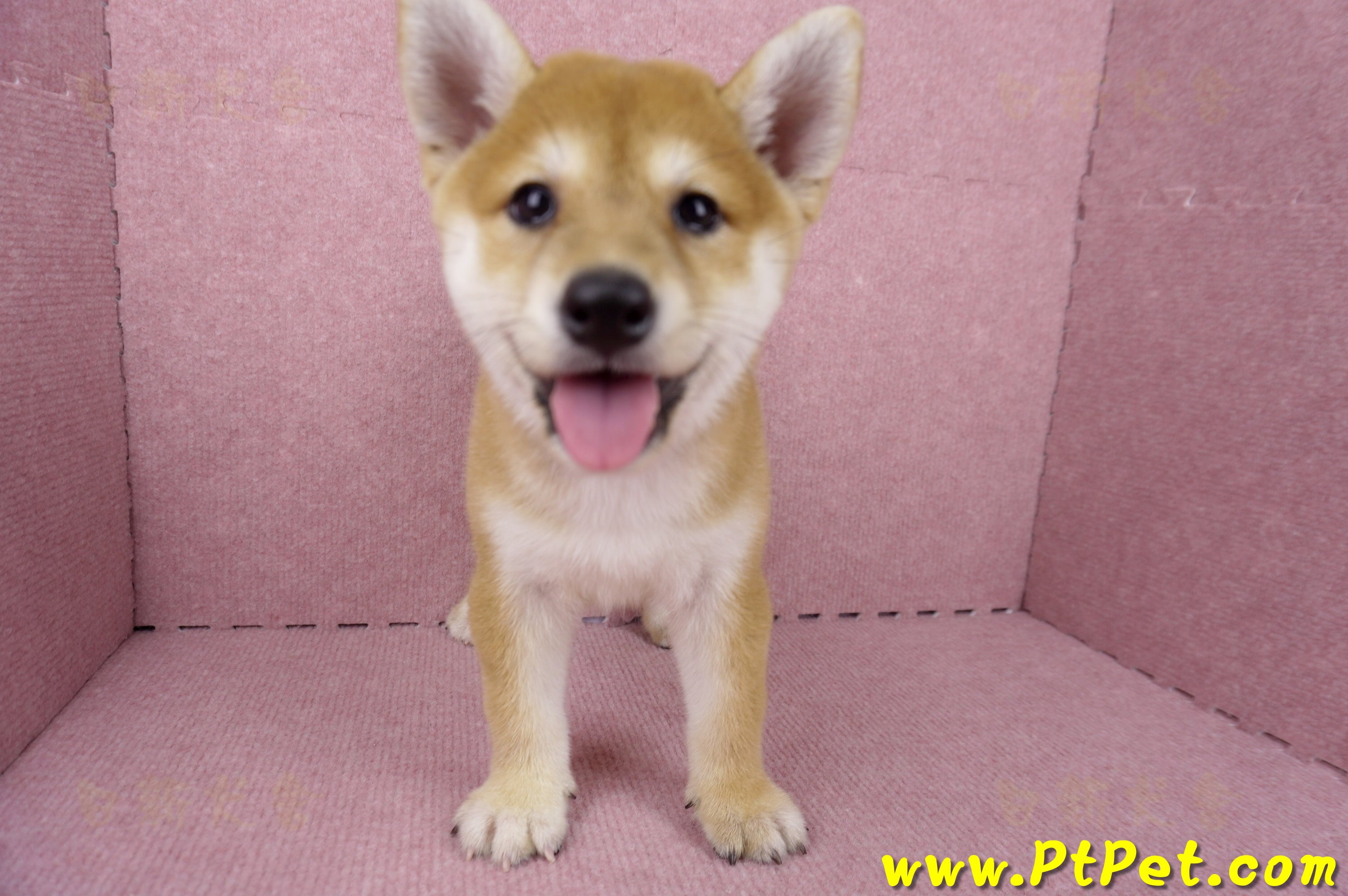 06/04赤色柴犬母幼犬(高雄路竹)