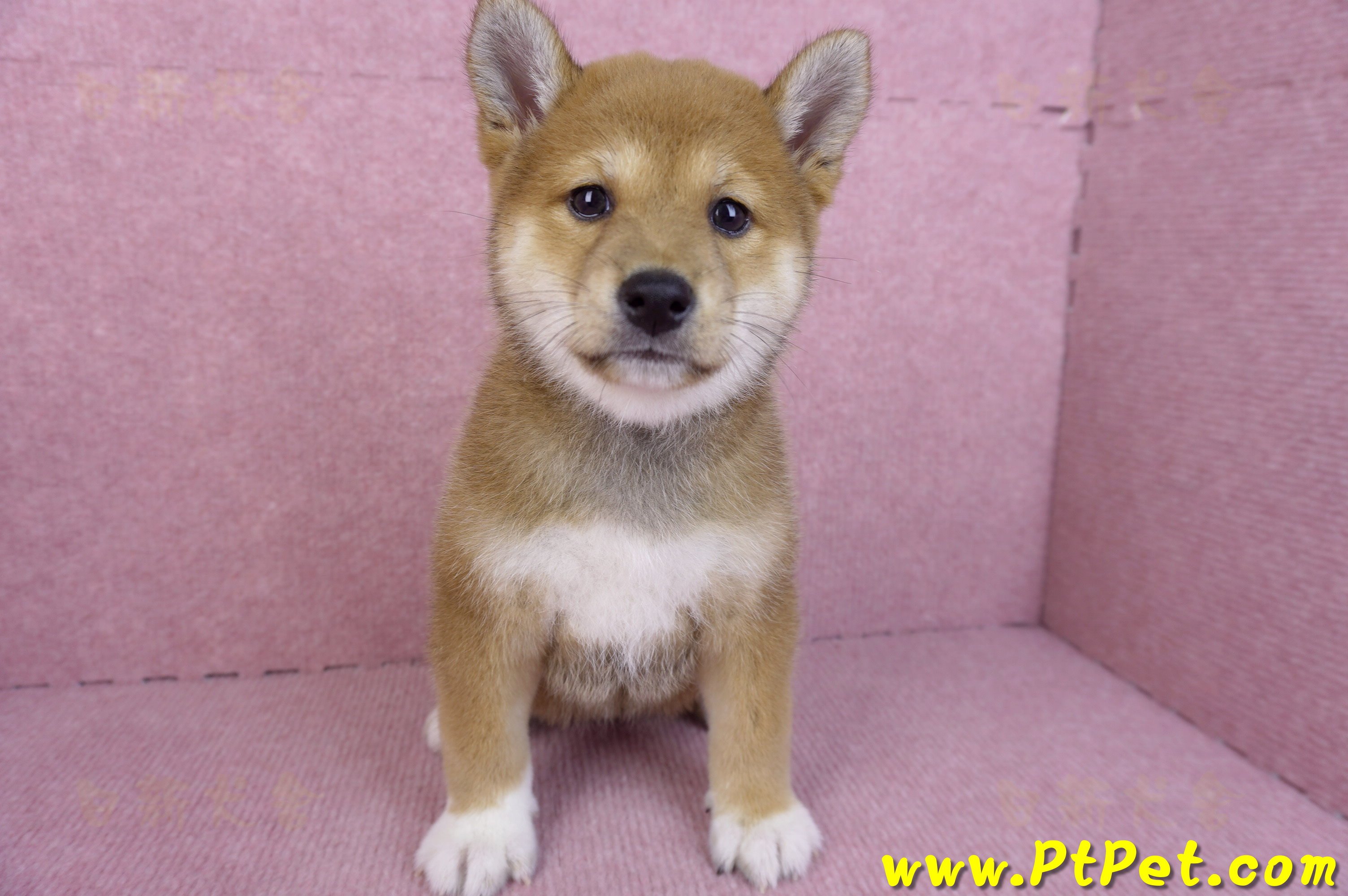 11/08赤色柴犬母幼犬1號(花蓮吉安)