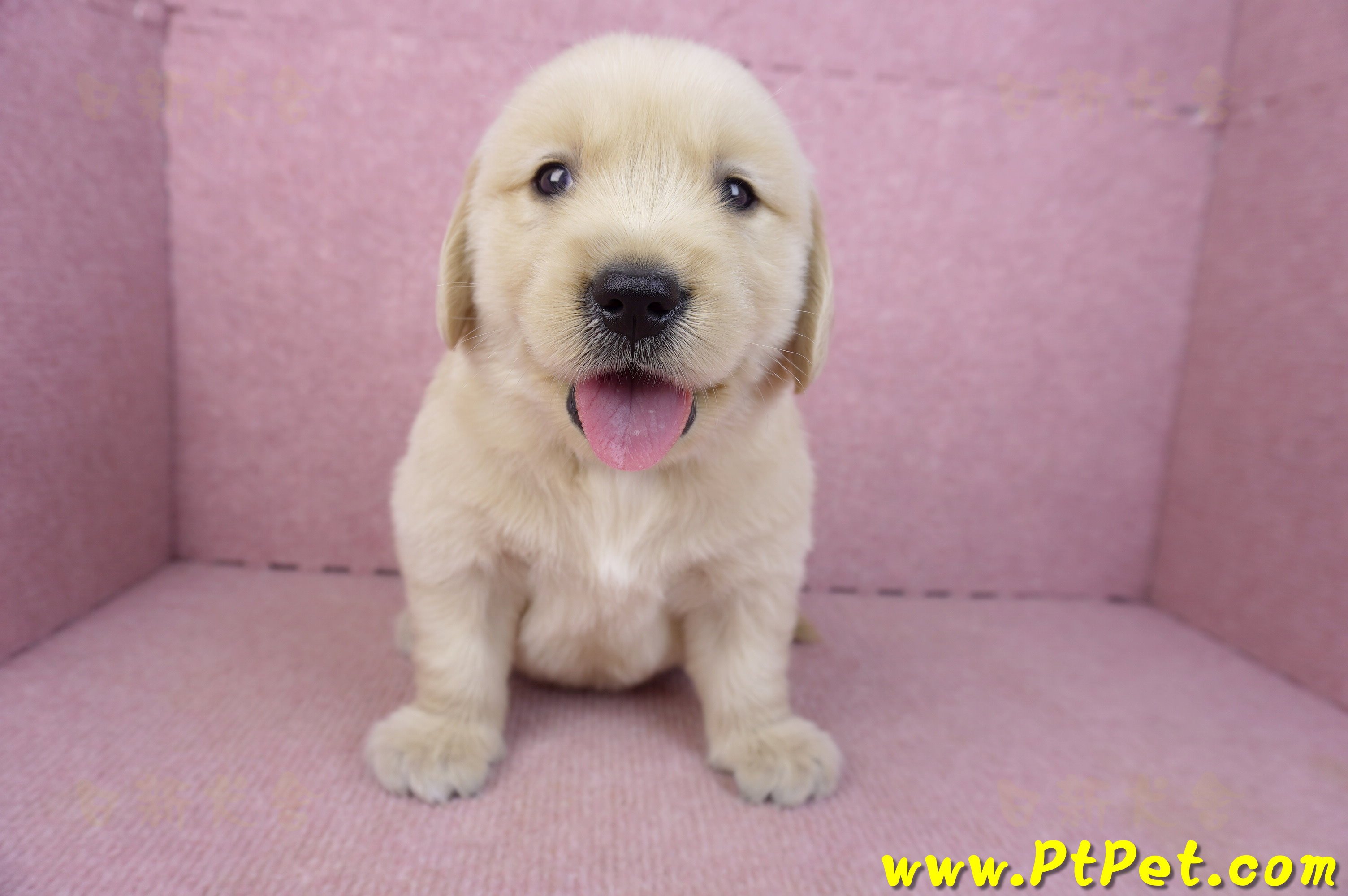 03/12黃金獵犬公幼犬3號(新北三重)