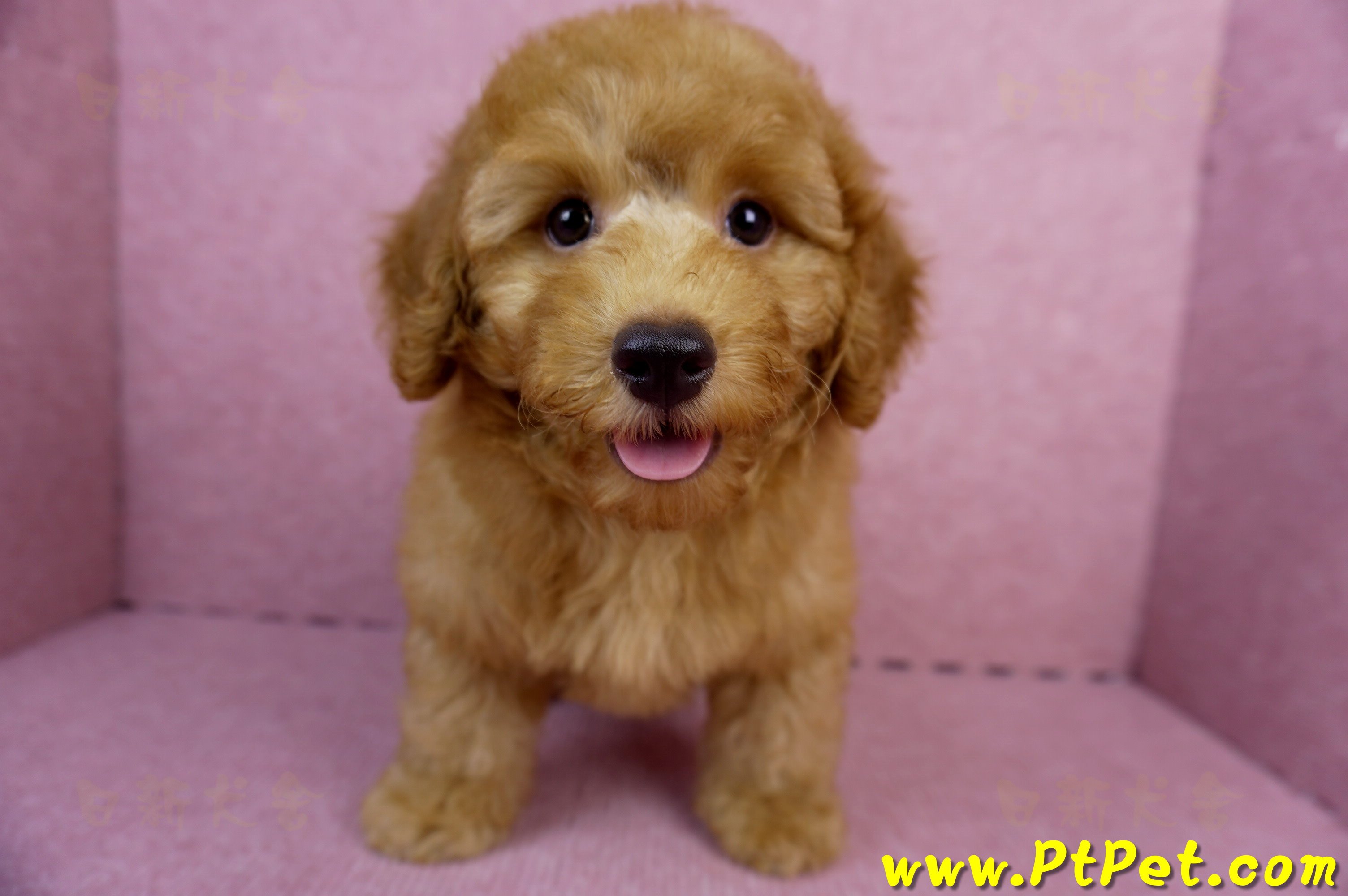 05/22迷你型紅貴賓公幼犬(新竹湖口)