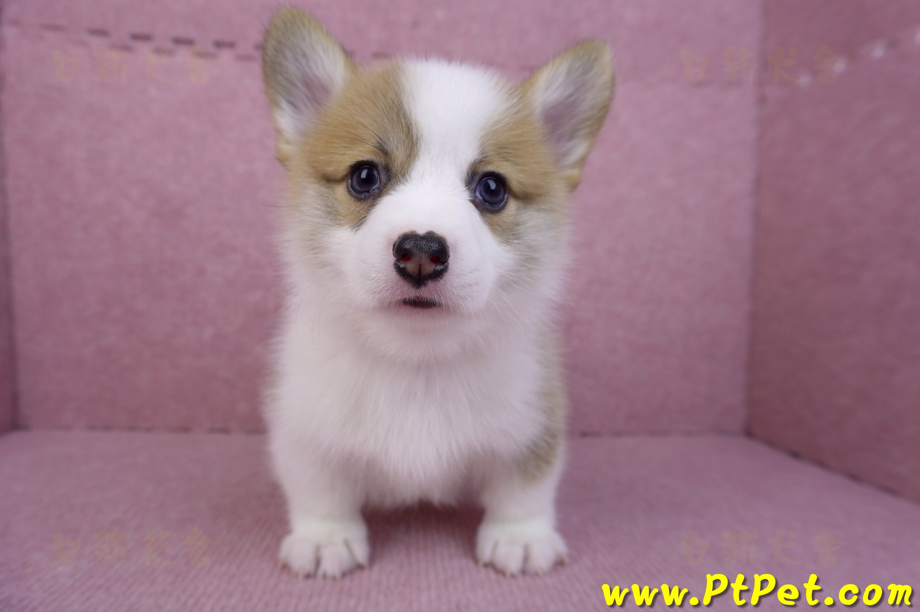 08/03雙色柯基犬公幼犬2號(屏東萬丹)