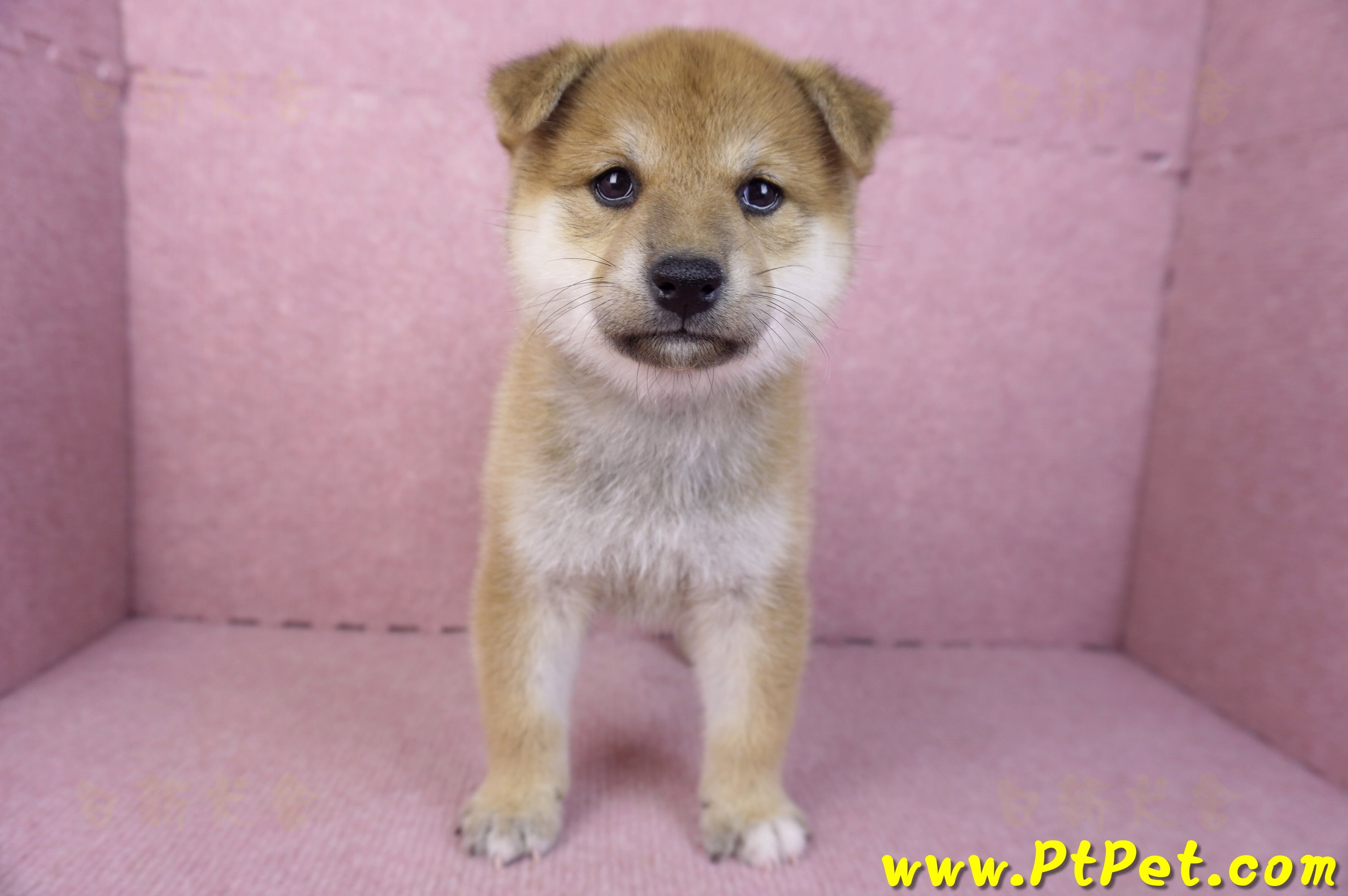 12/10赤色柴犬母幼犬(桃園龍潭)