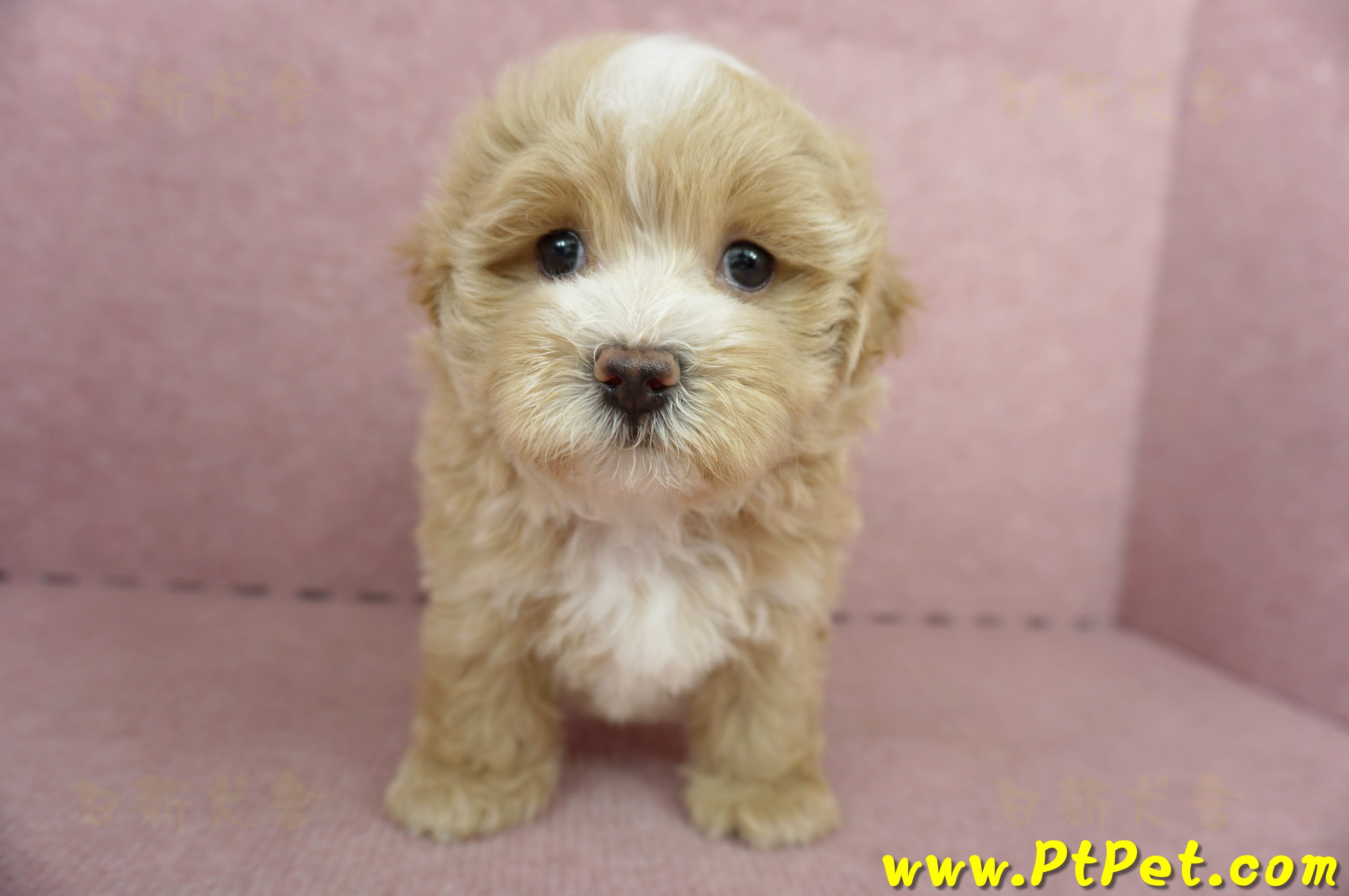 05/05奶油色馬爾泰迪公幼犬(高雄楠梓)