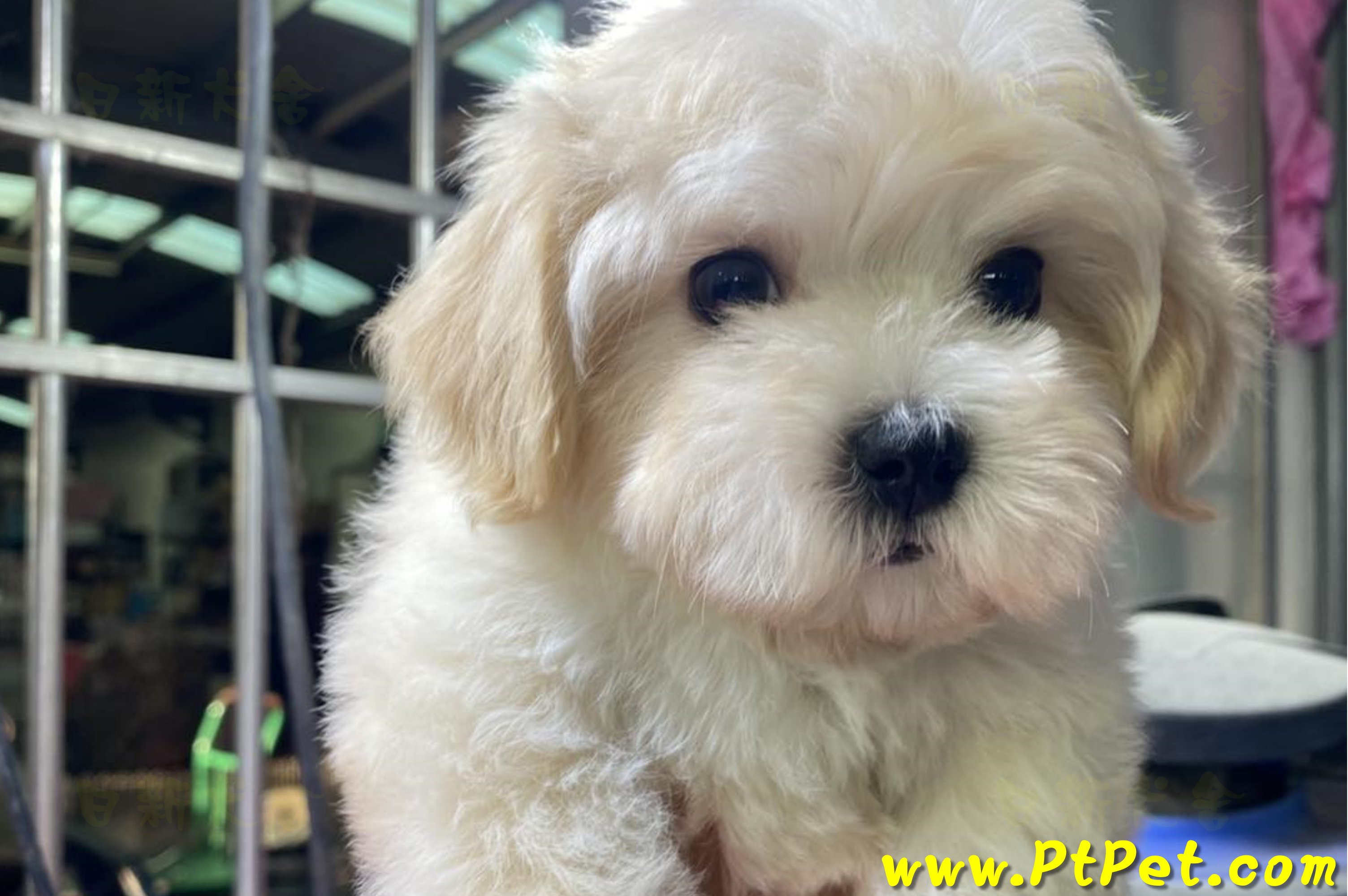 11/23馬爾泰迪公幼犬(高雄)