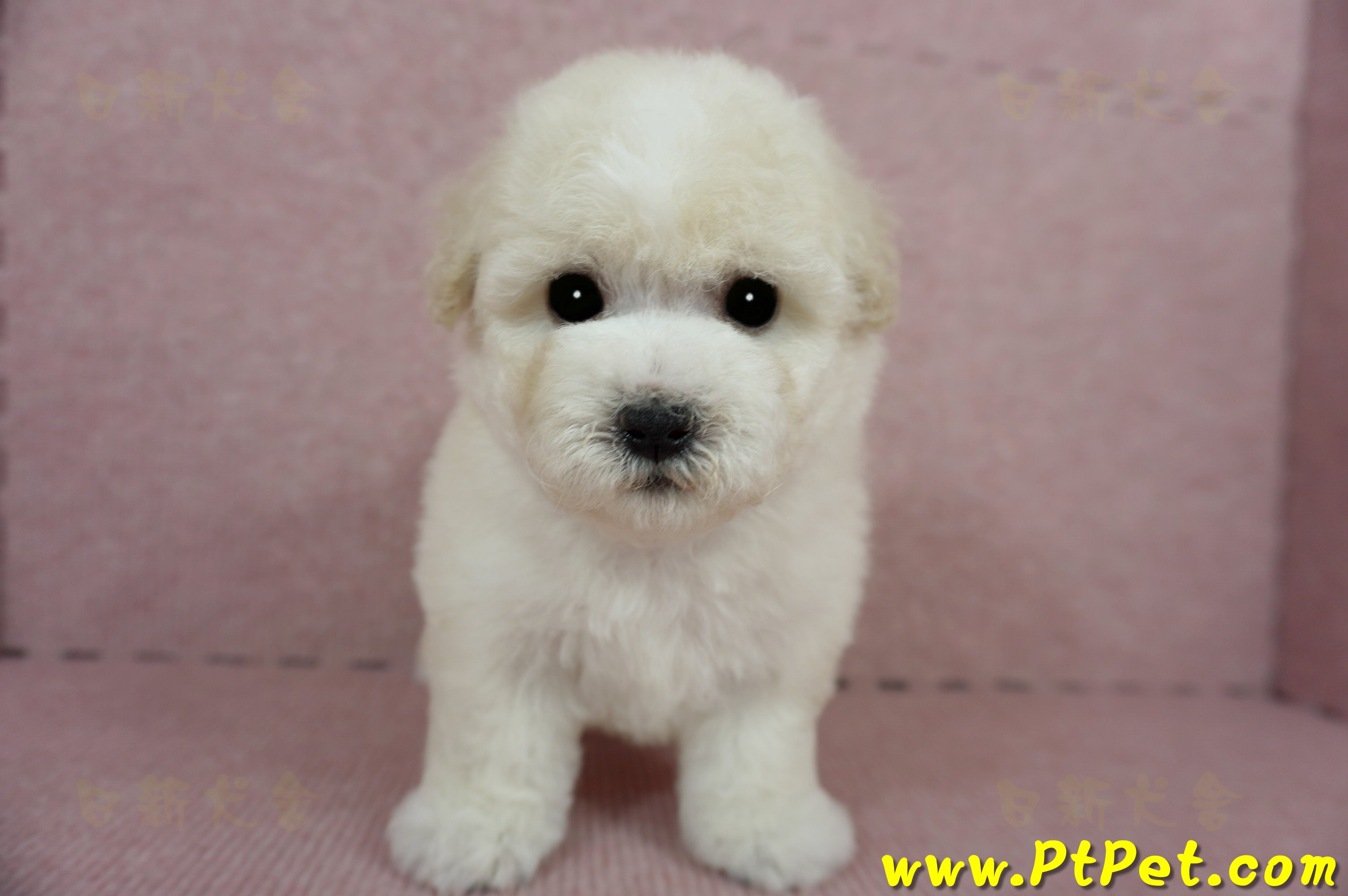 03/11比熊犬公幼犬2號(桃園蘆竹)