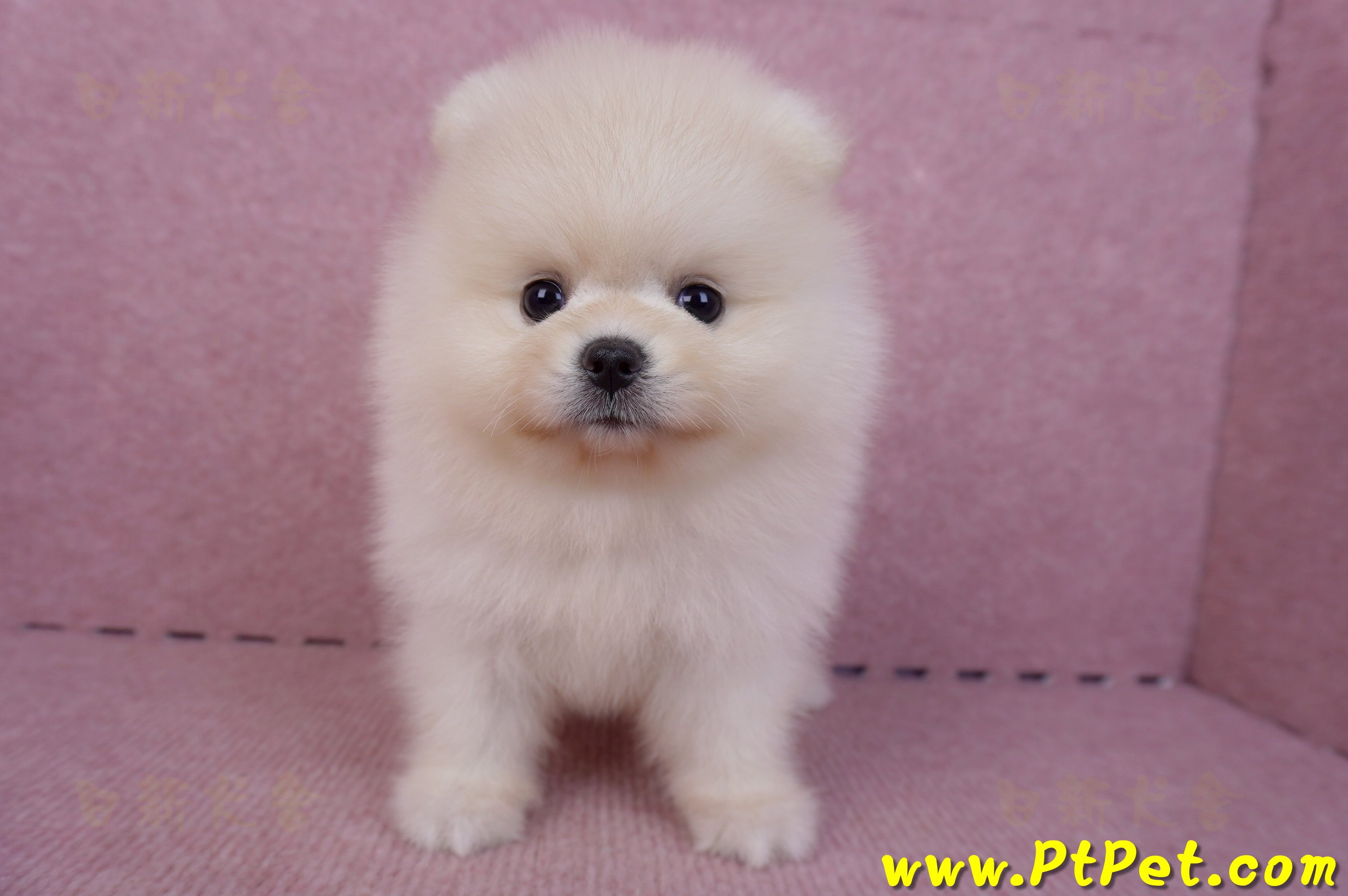 06/23迷你型松鼠白博美公幼犬2號(屏東鹽埔)