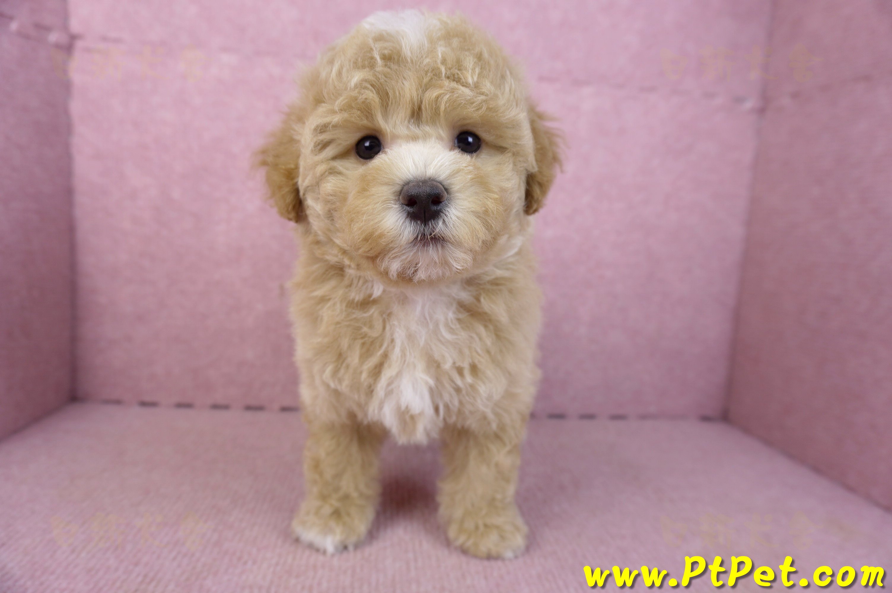 02/18泰迪比熊母幼犬