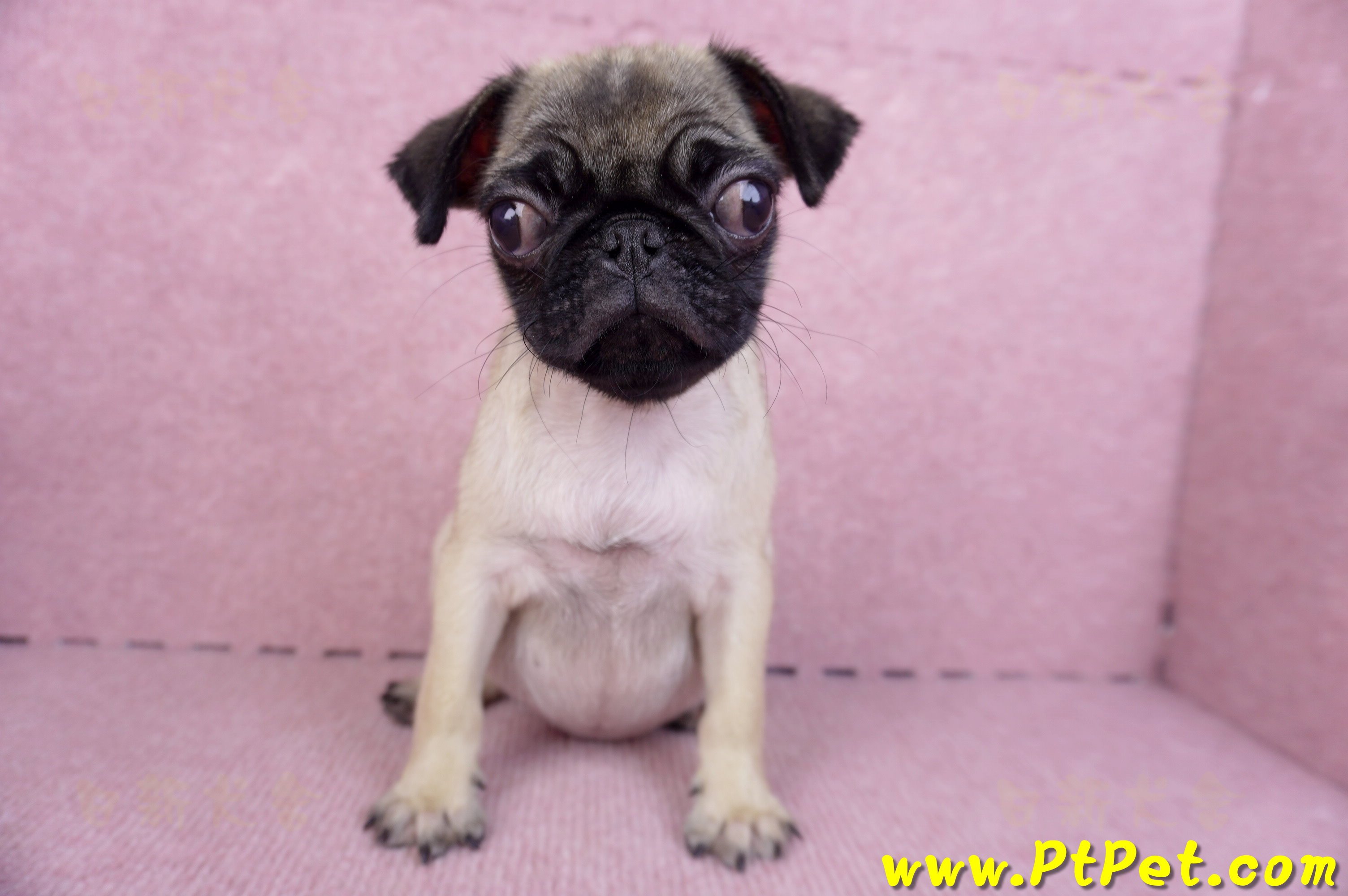 09/08巴哥母幼犬(花蓮玉里)