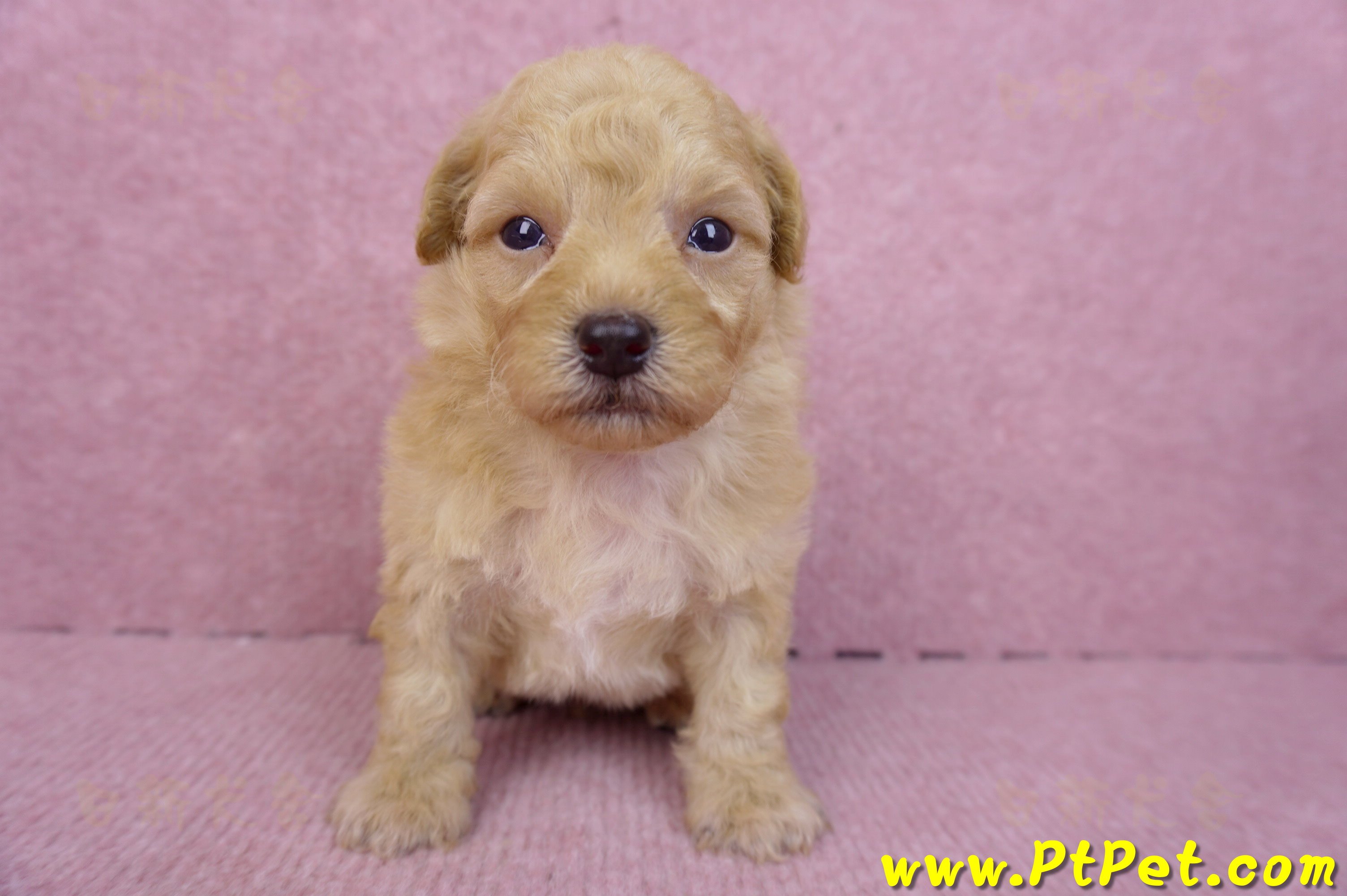 08/12泰迪比熊公幼犬1號(台中)