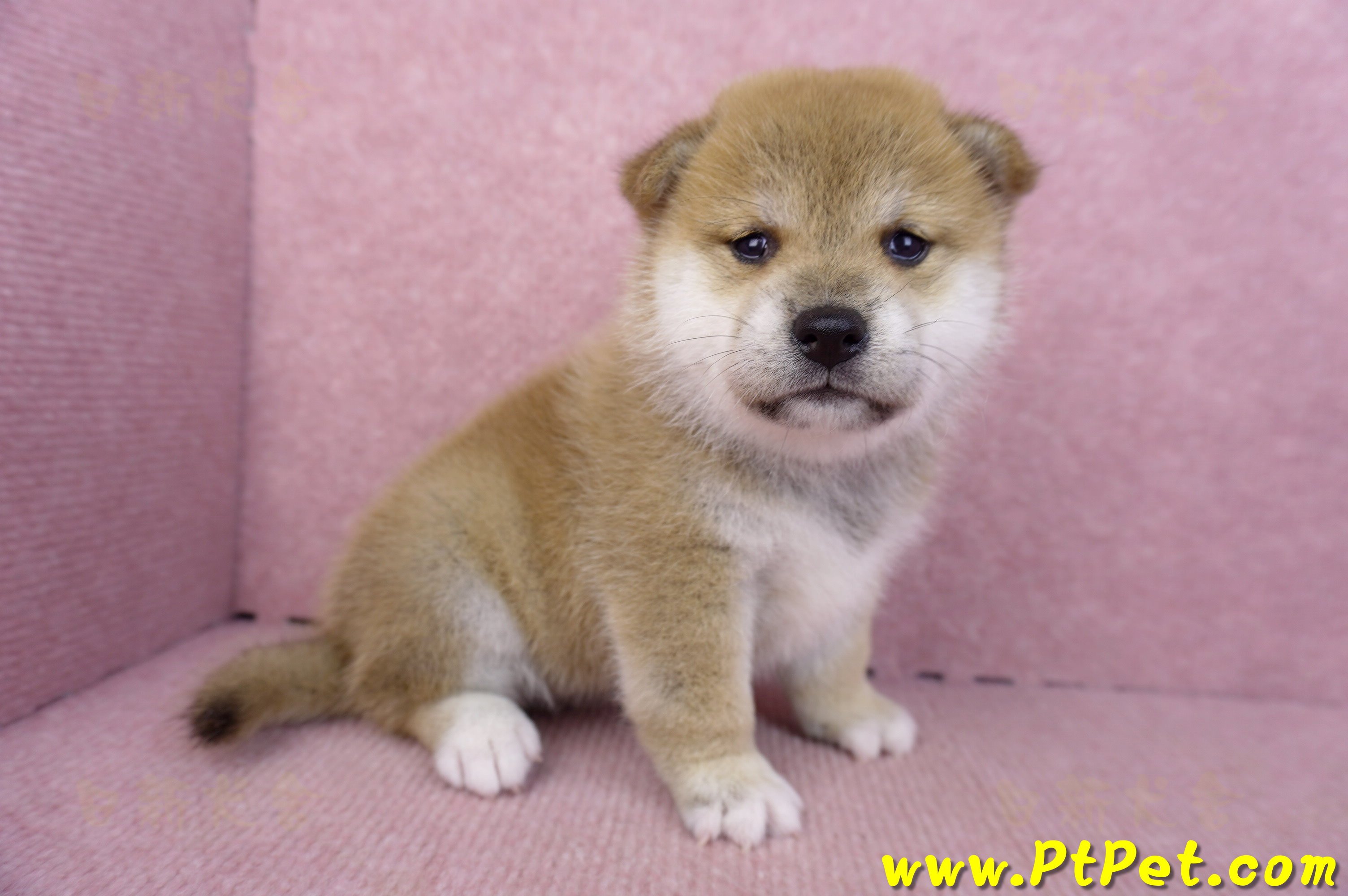 09/10赤色柴犬母幼犬