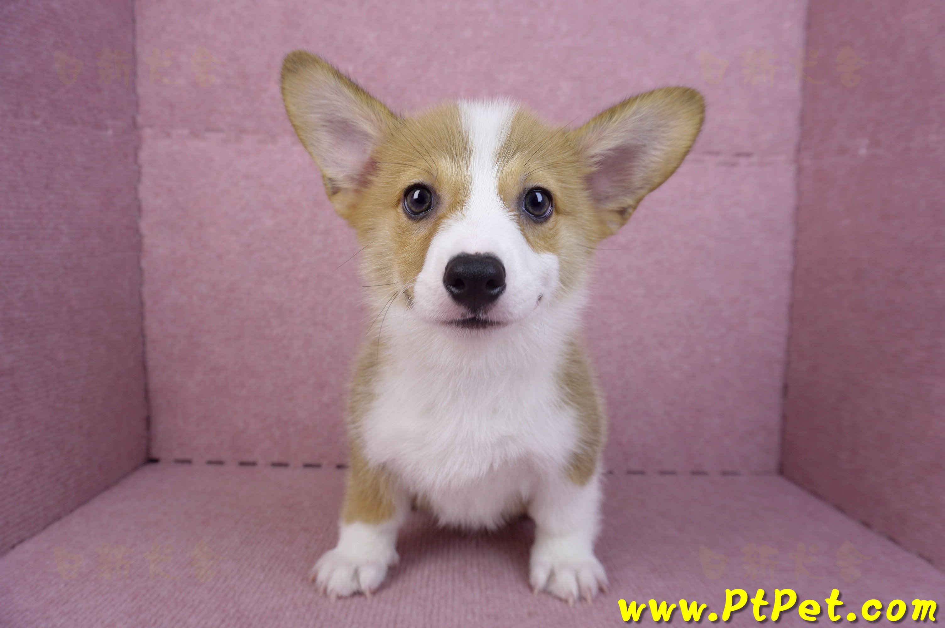 08/03雙色柯基犬公幼犬(台北大安)