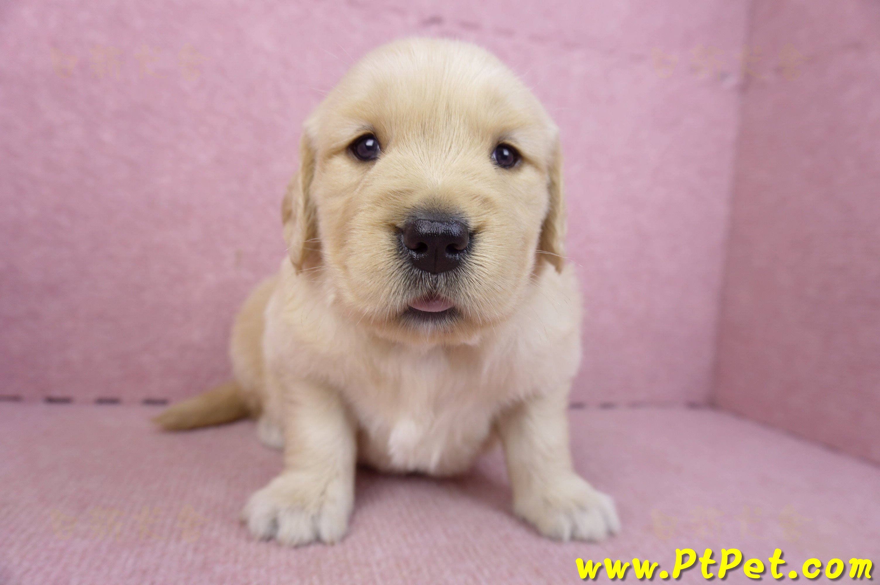 03/12黃金獵犬母幼犬1號