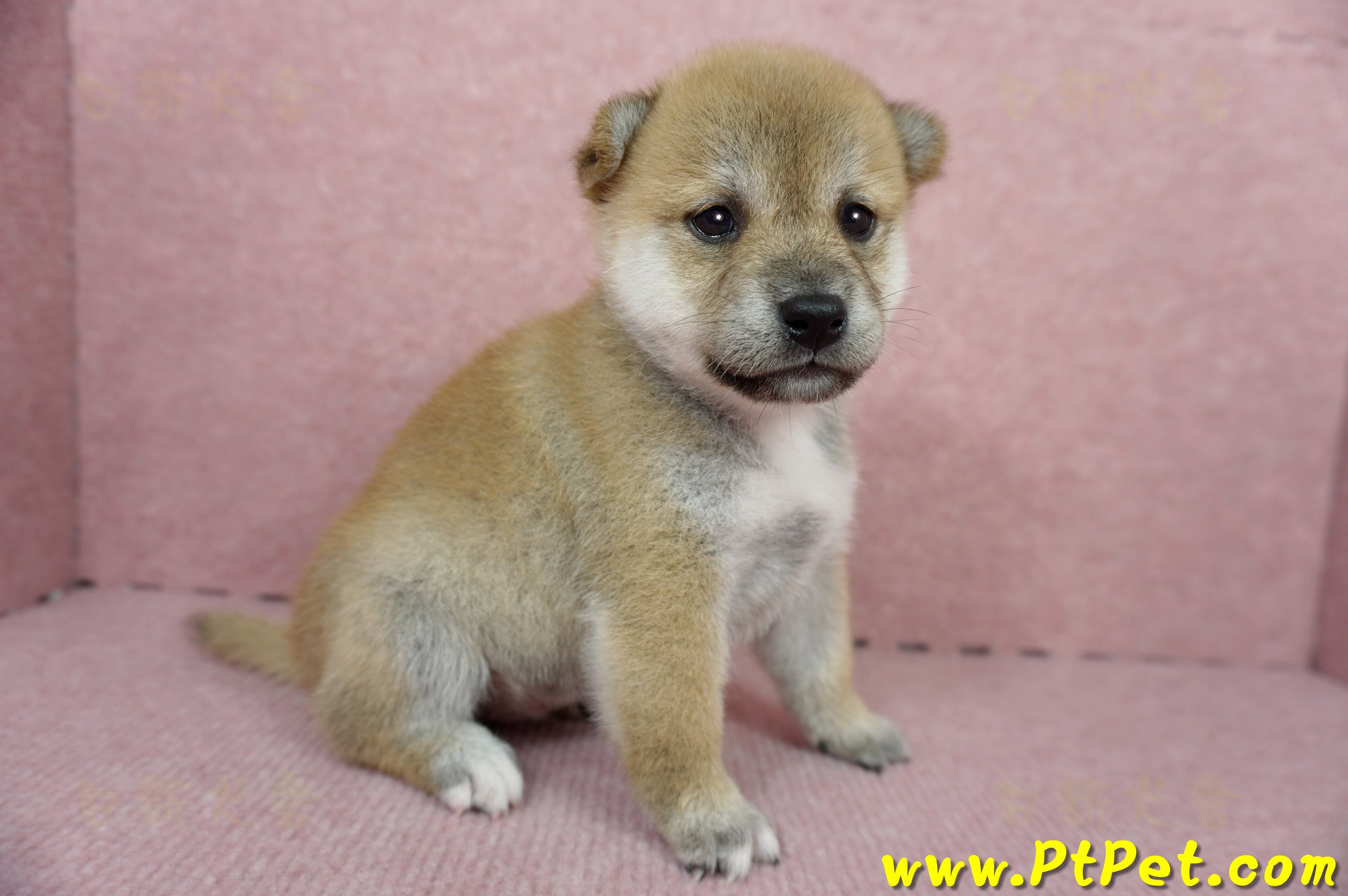 04/29赤色柴犬母幼犬2號(高雄鼓山)