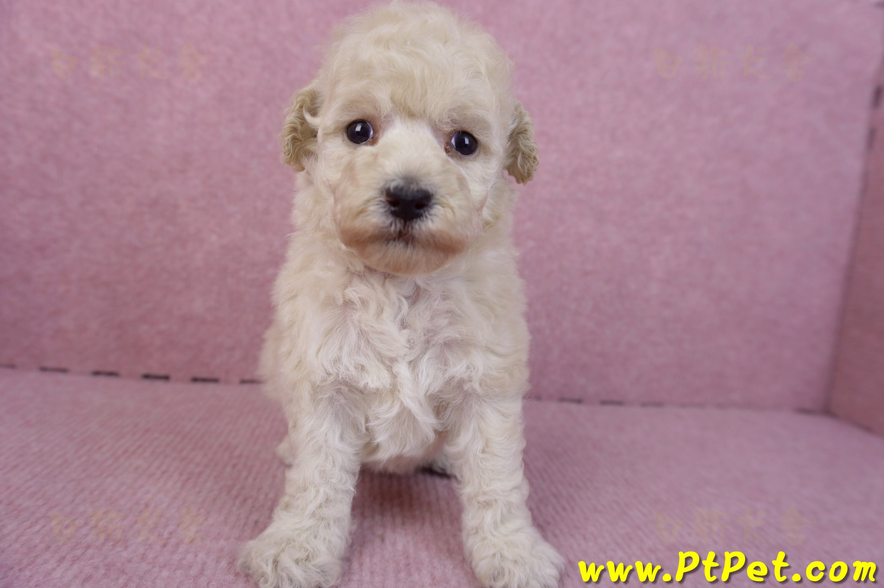 12/06玩具型奶油貴賓母幼犬1號