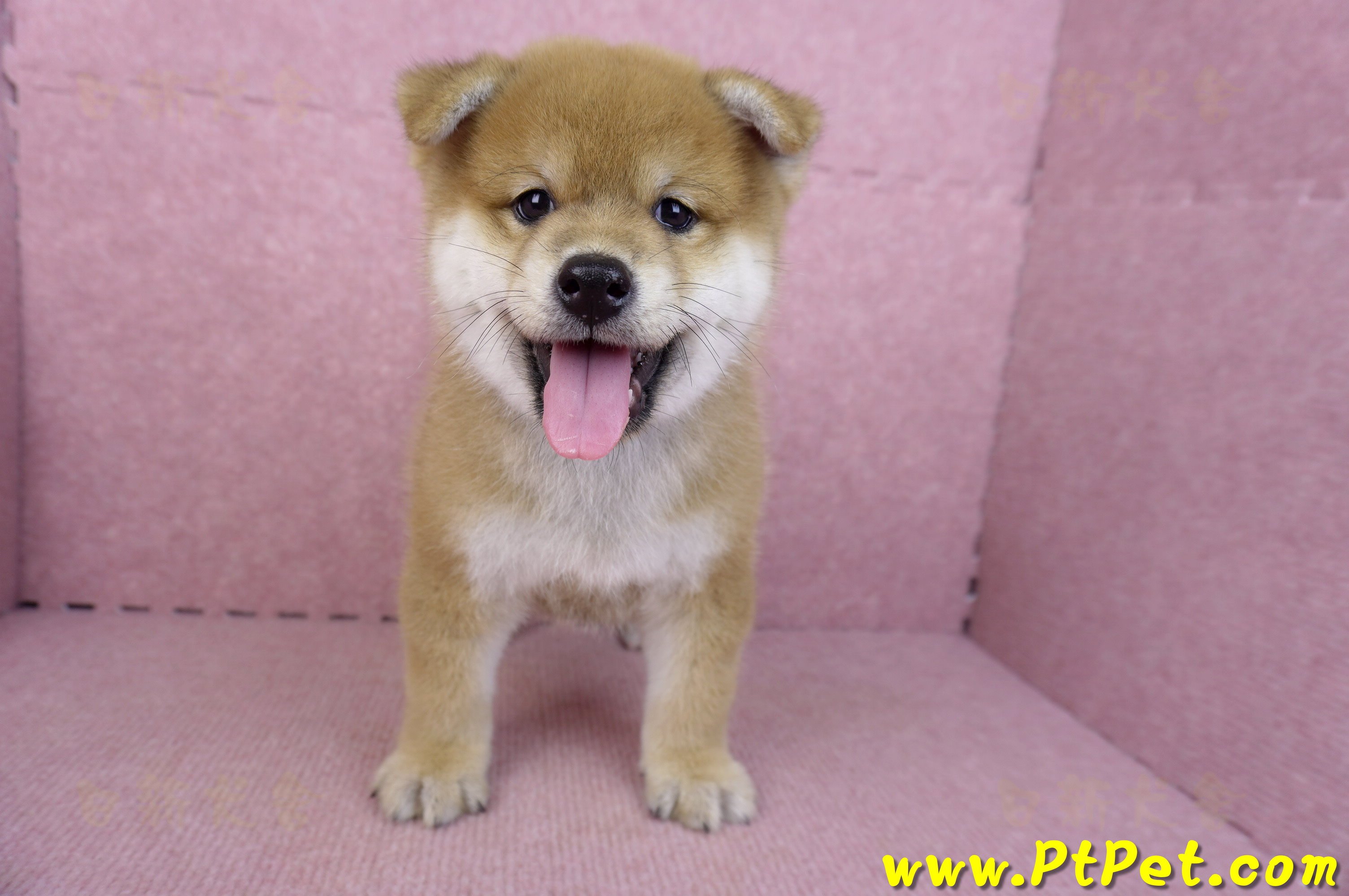 09/10赤色柴犬公幼犬