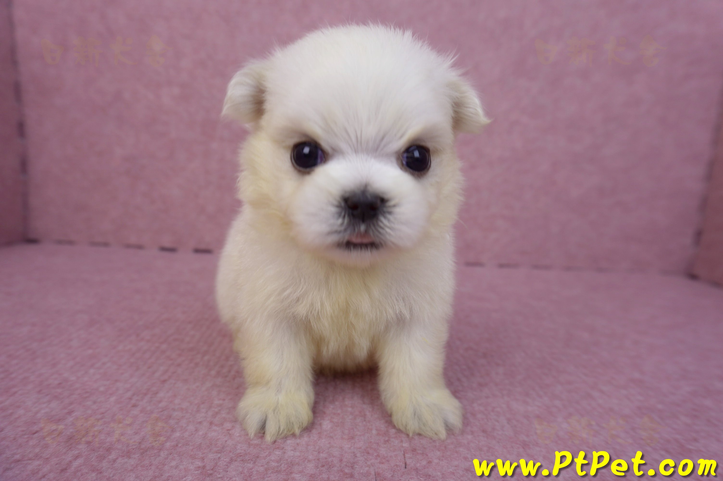 03/20馬爾濟斯公幼犬2號