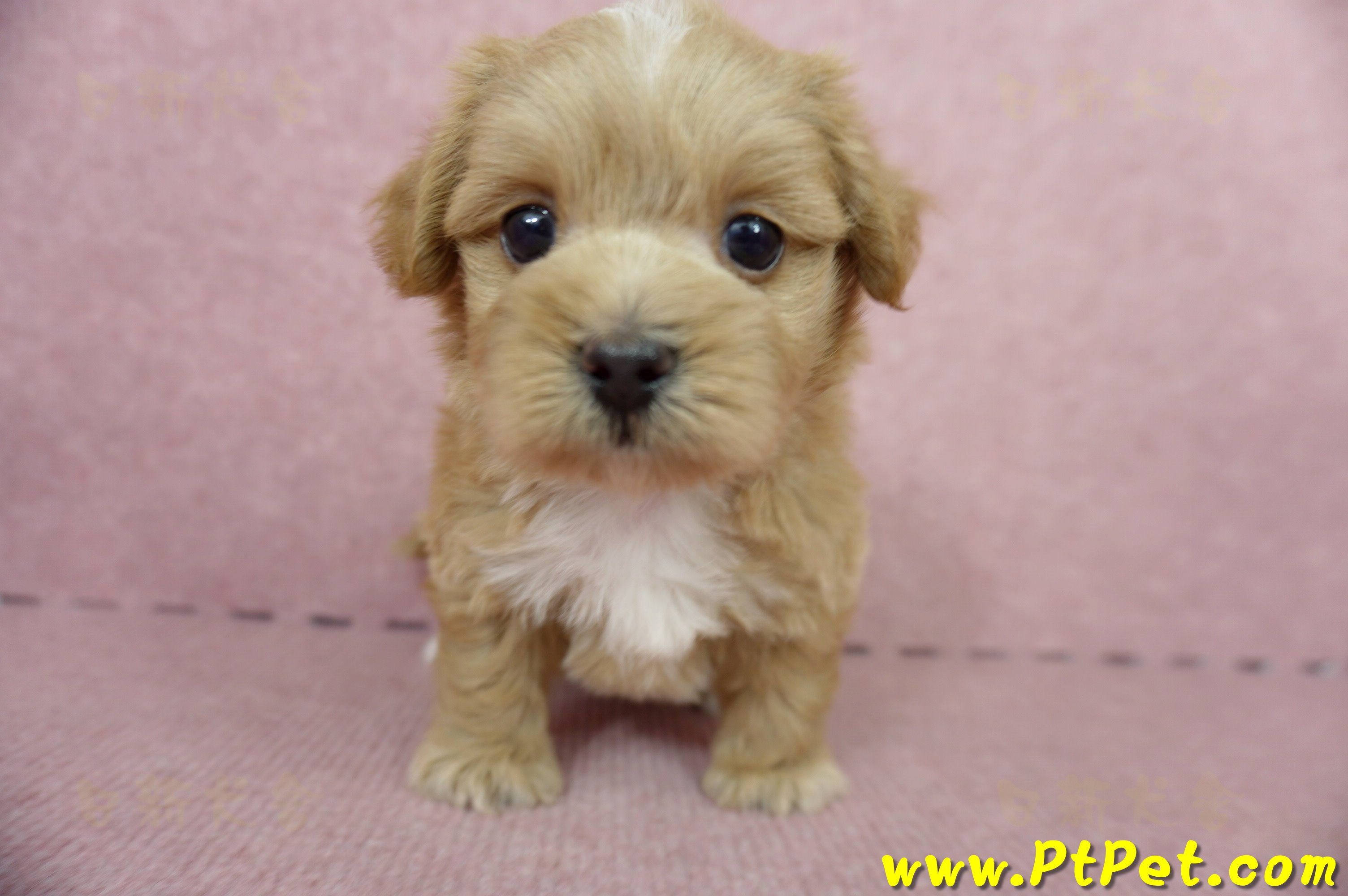 05/05奶油色馬爾泰迪母幼犬2號(高雄楠梓)