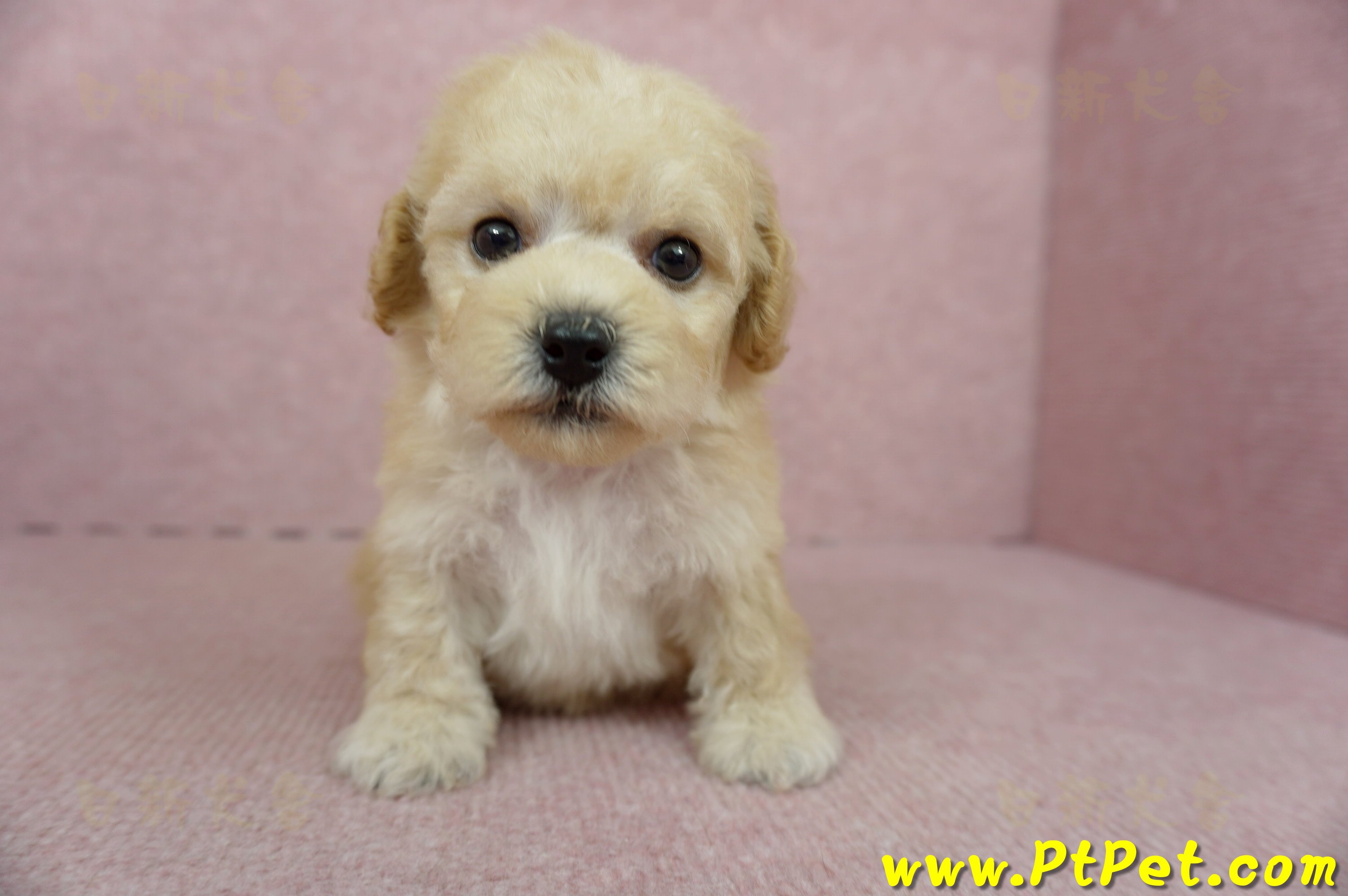 11/08泰迪比熊母幼犬3號(桃園蘆竹)