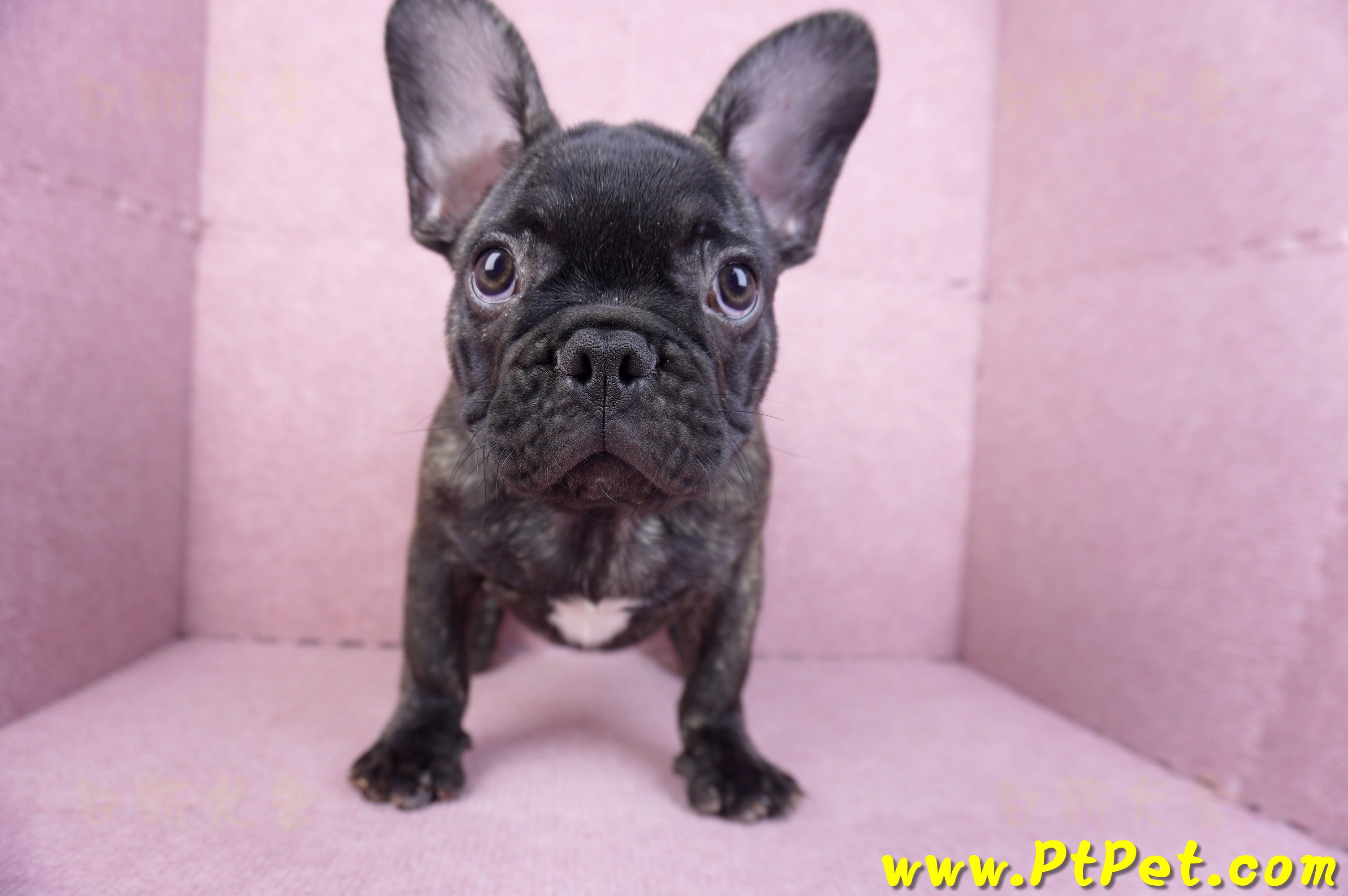 09/18虎斑色法國鬥牛母幼犬