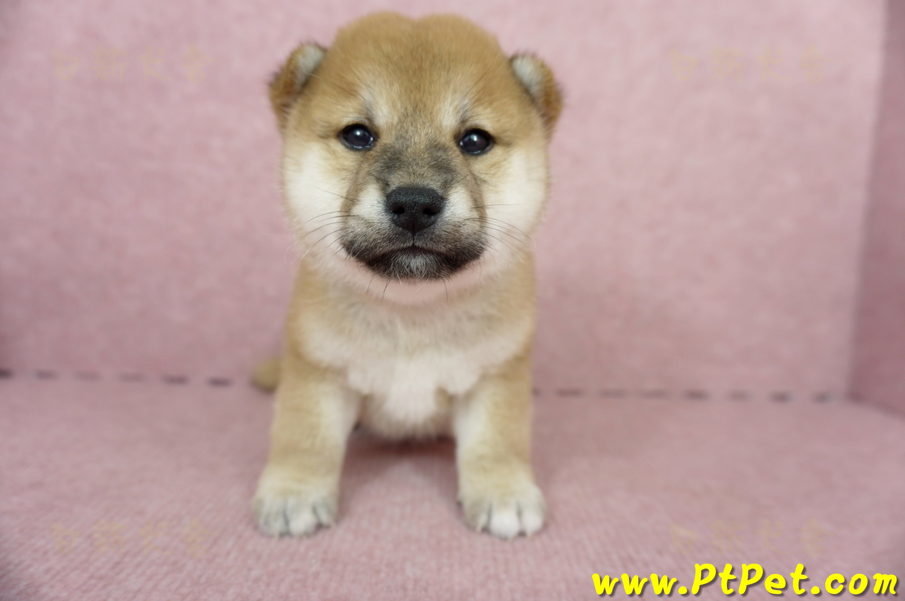 05/11赤色柴犬母幼犬1號(高雄三民)