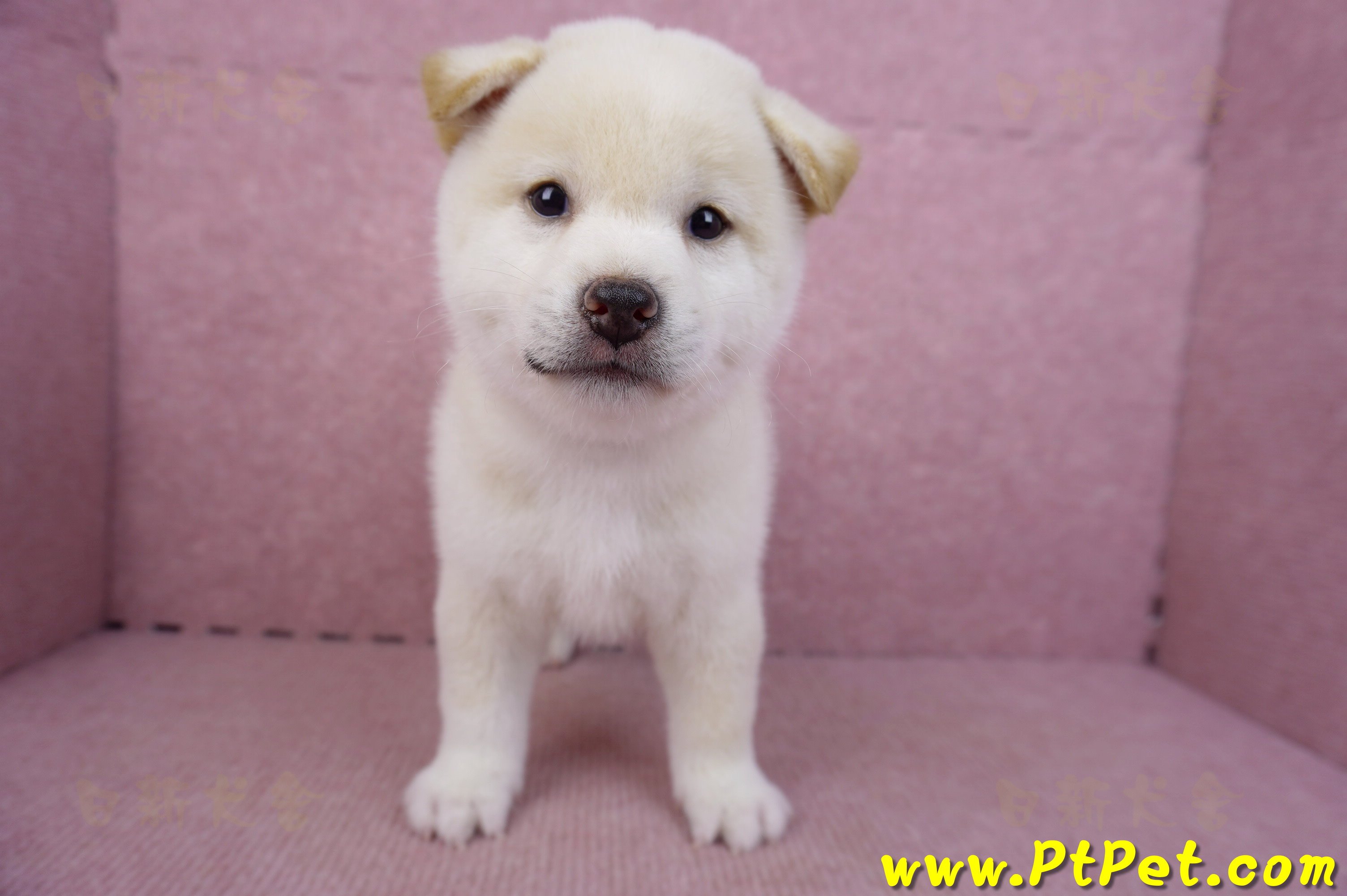 09/11白色柴犬公幼犬