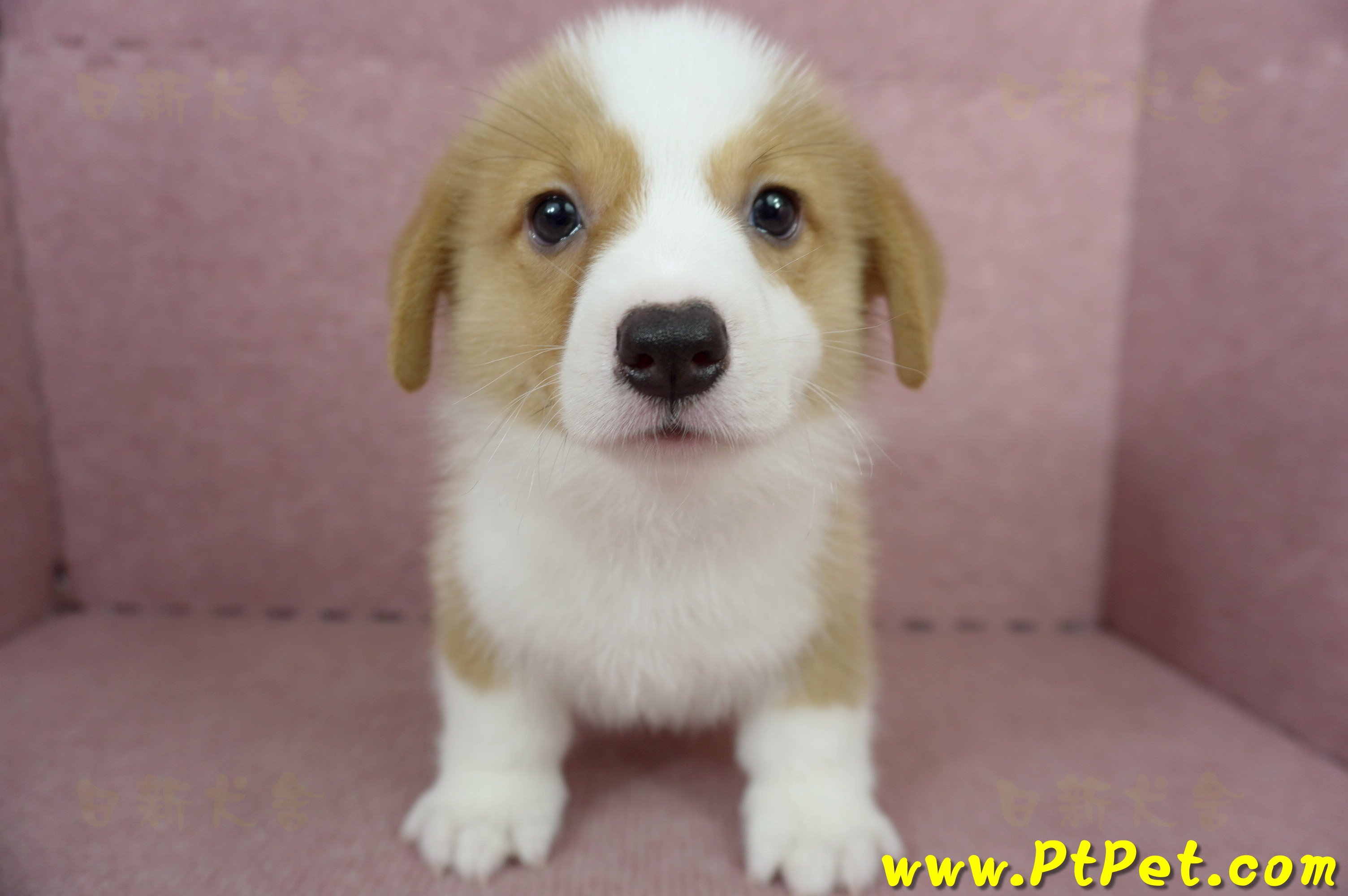 05/09雙色柯基犬公幼犬2號(宜蘭三星)