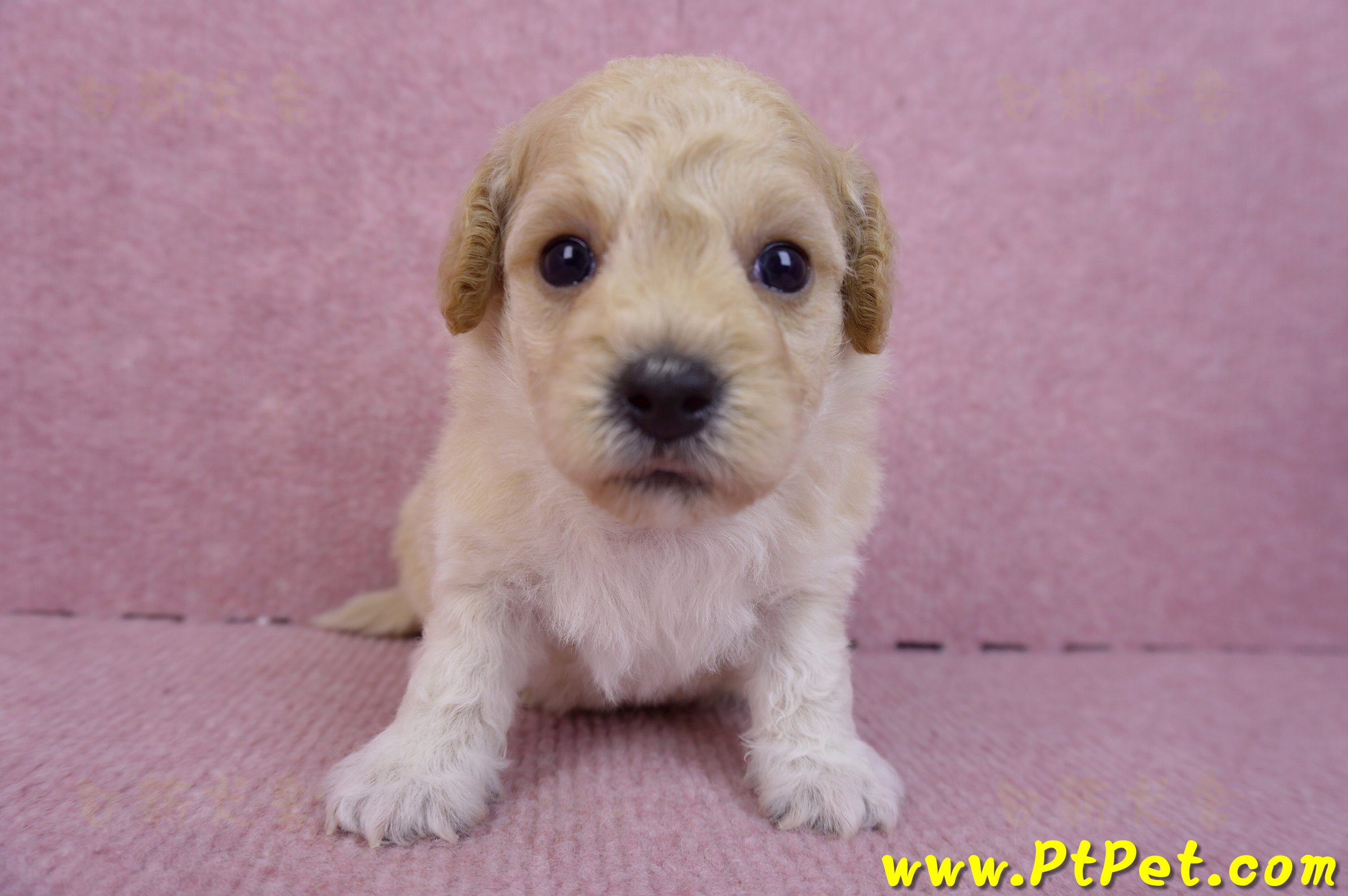 08/14泰迪比熊母幼犬(屏東新園)