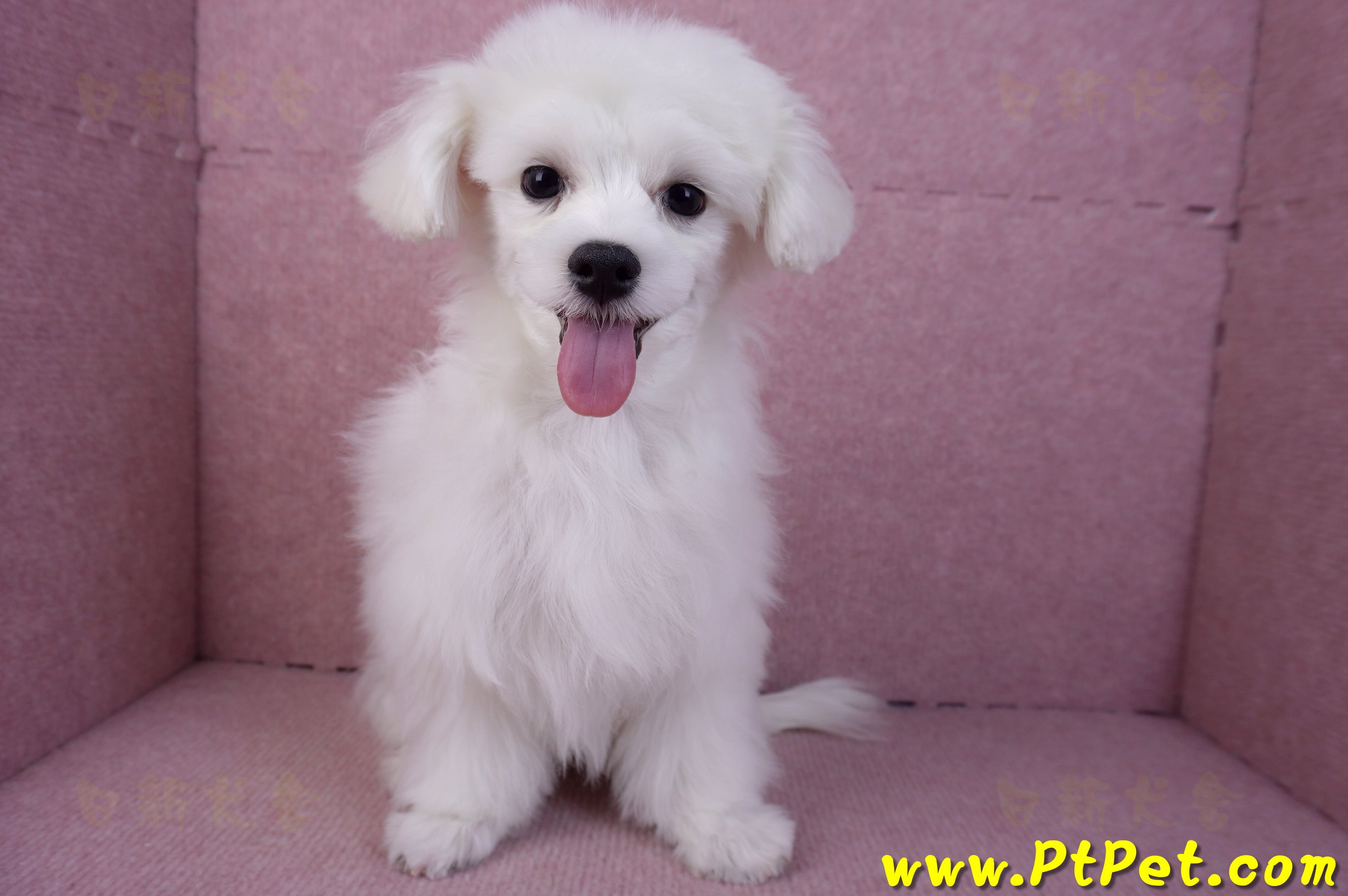 08/11馬爾濟斯公幼犬