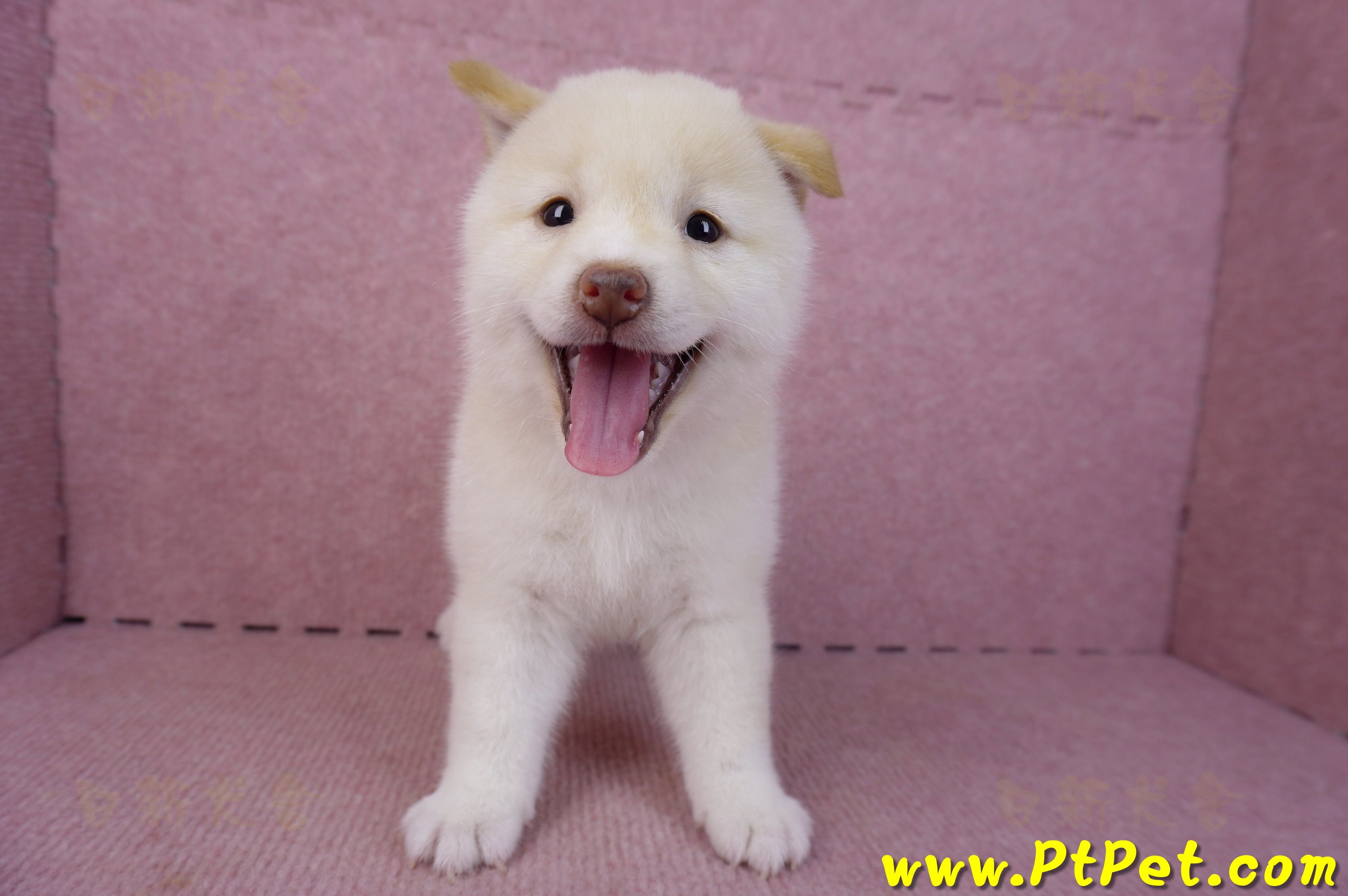 09/21白色柴犬母幼犬(高雄鳳山)