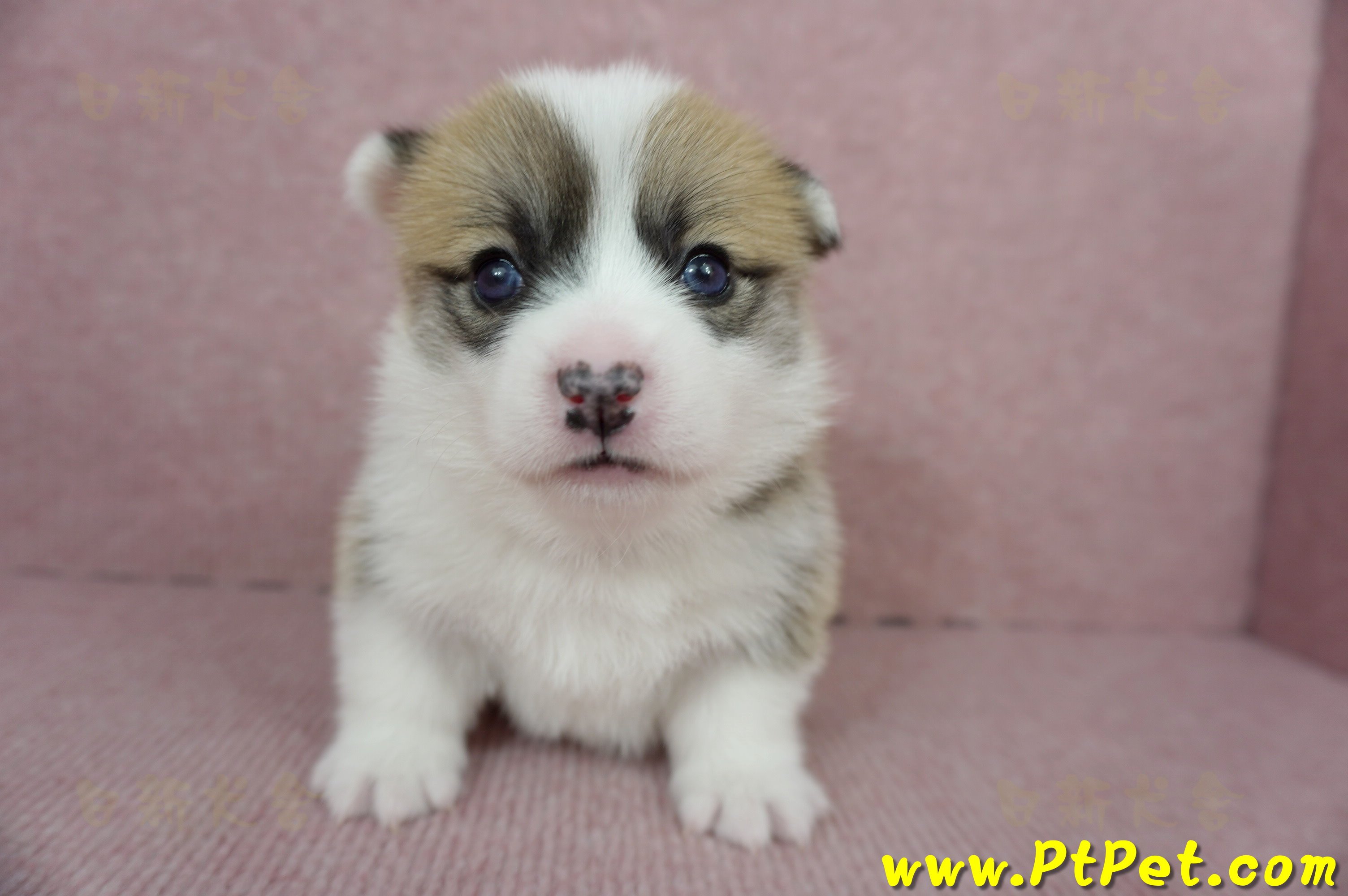 01/25雙色柯基犬公幼犬2號(桃園市)