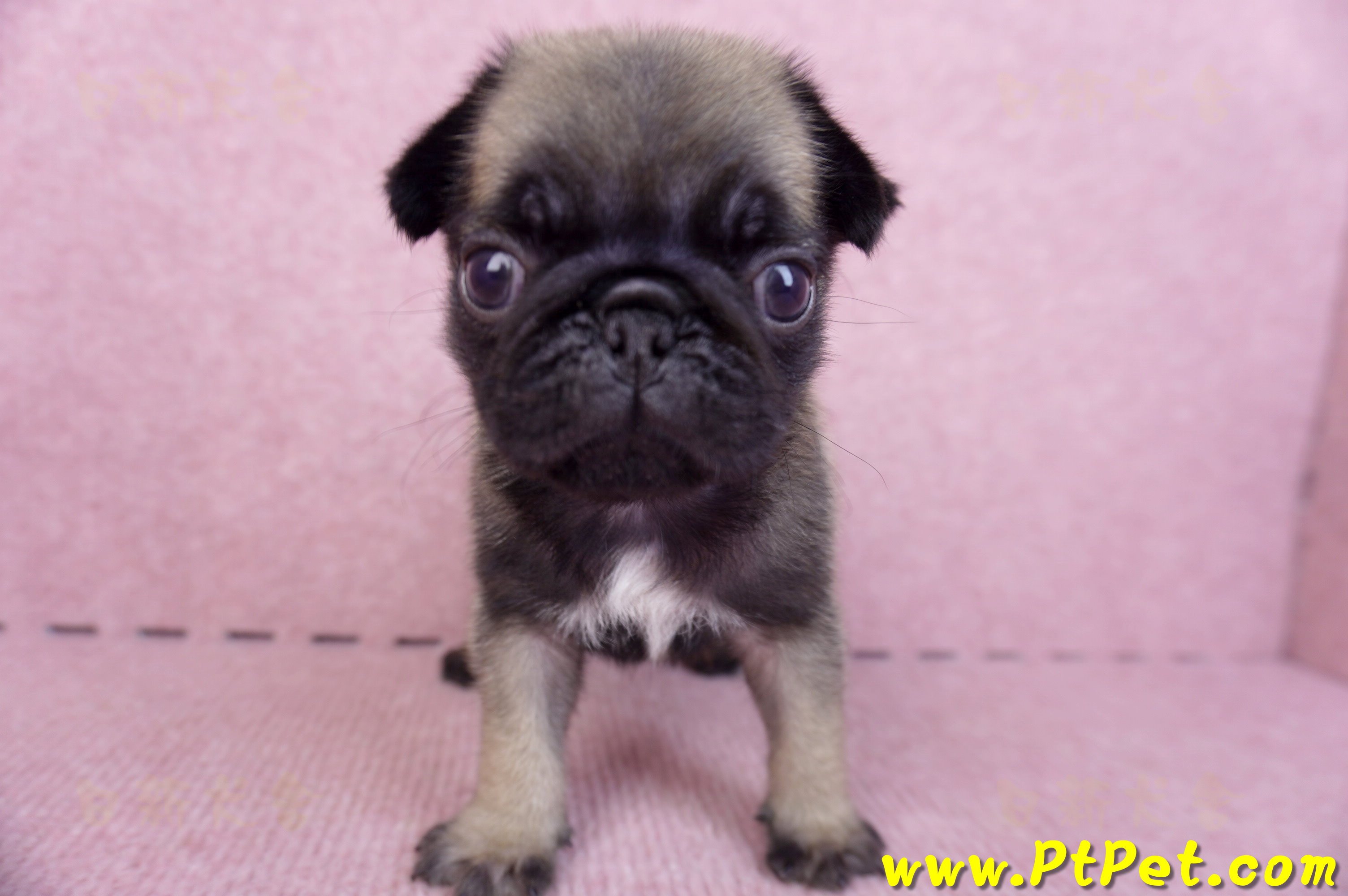 09/08巴哥公幼犬1號(新北樹林)